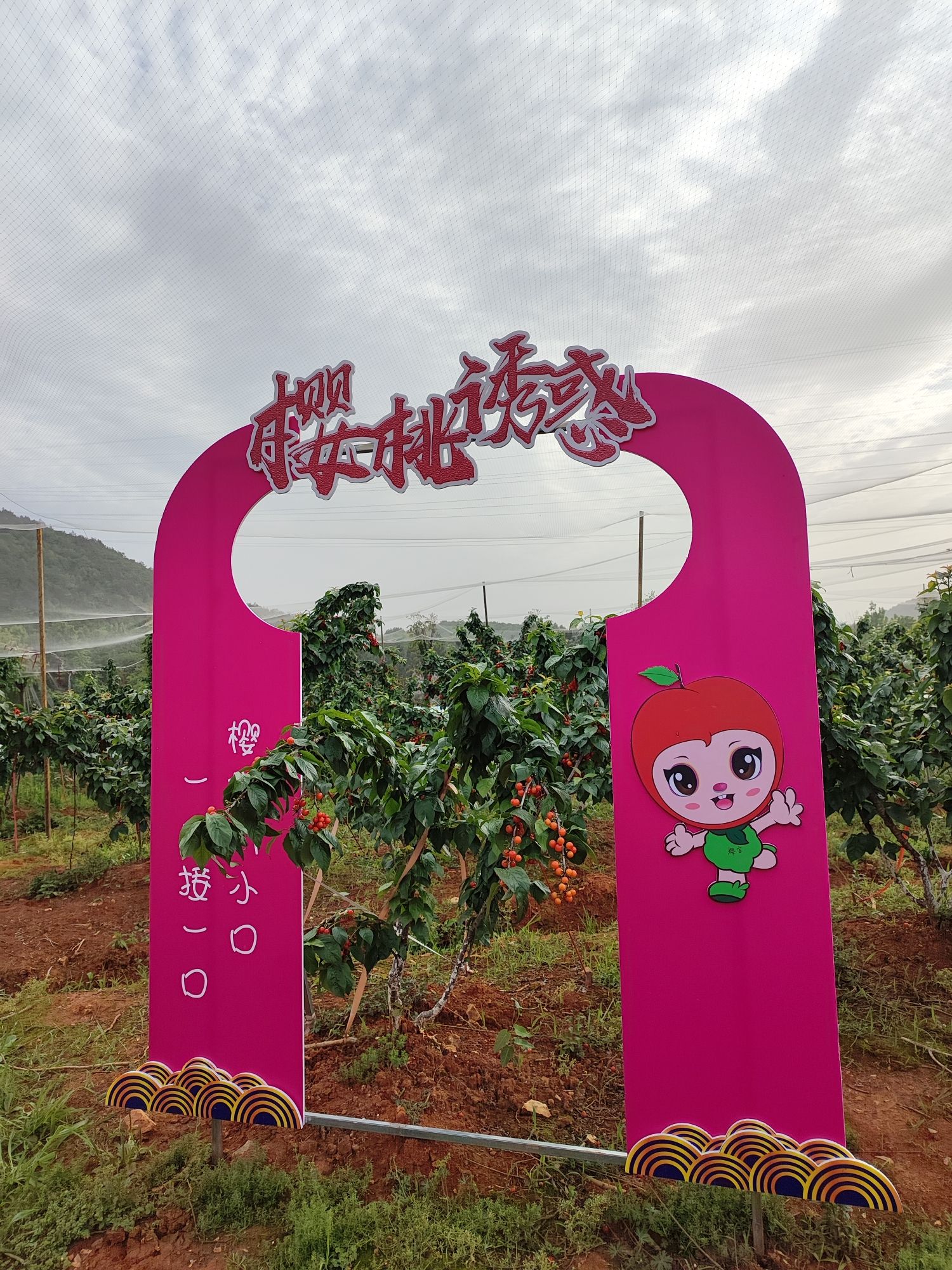 宣城市水东樱桃采摘基地