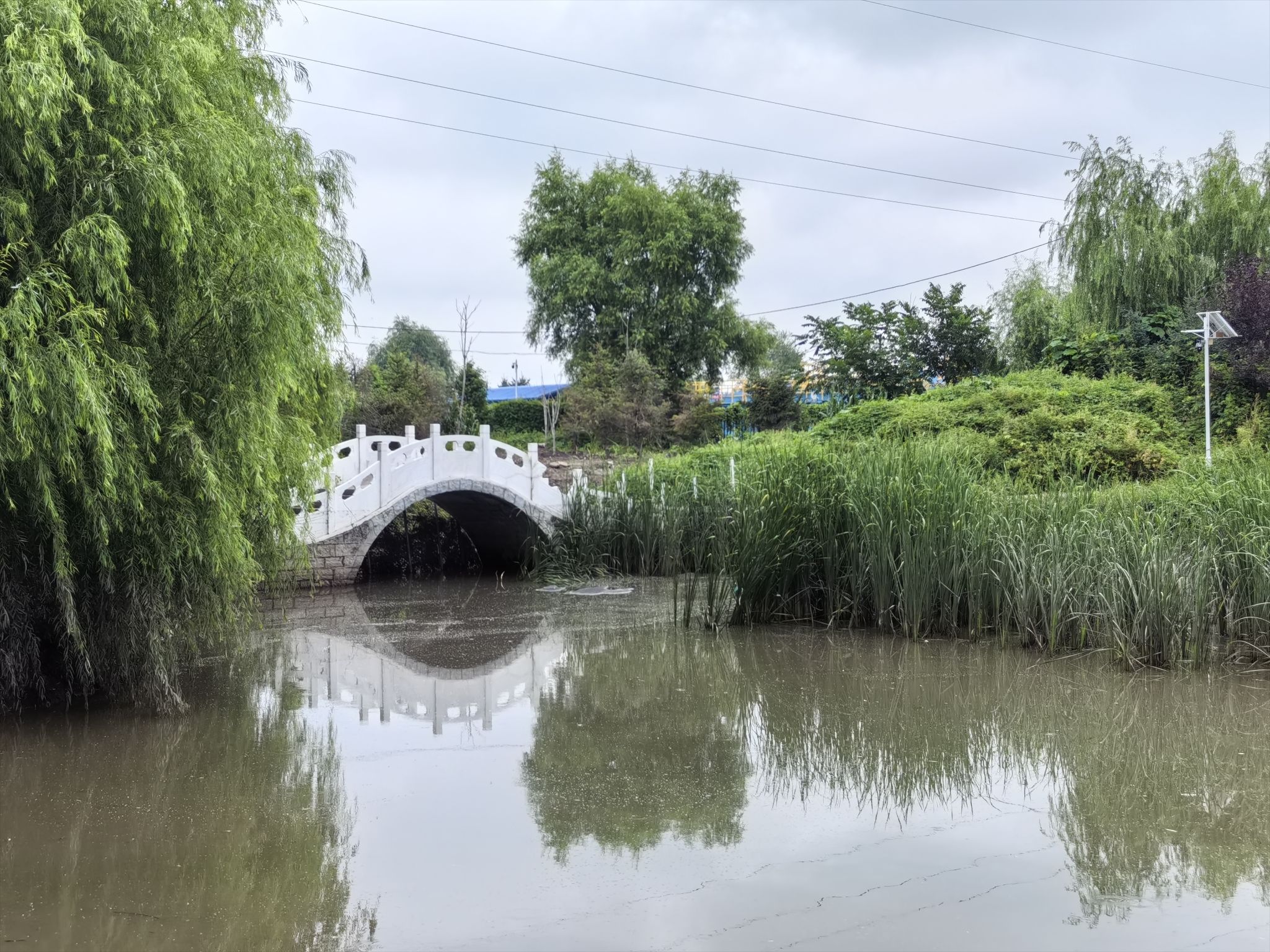 东湖公园湿地