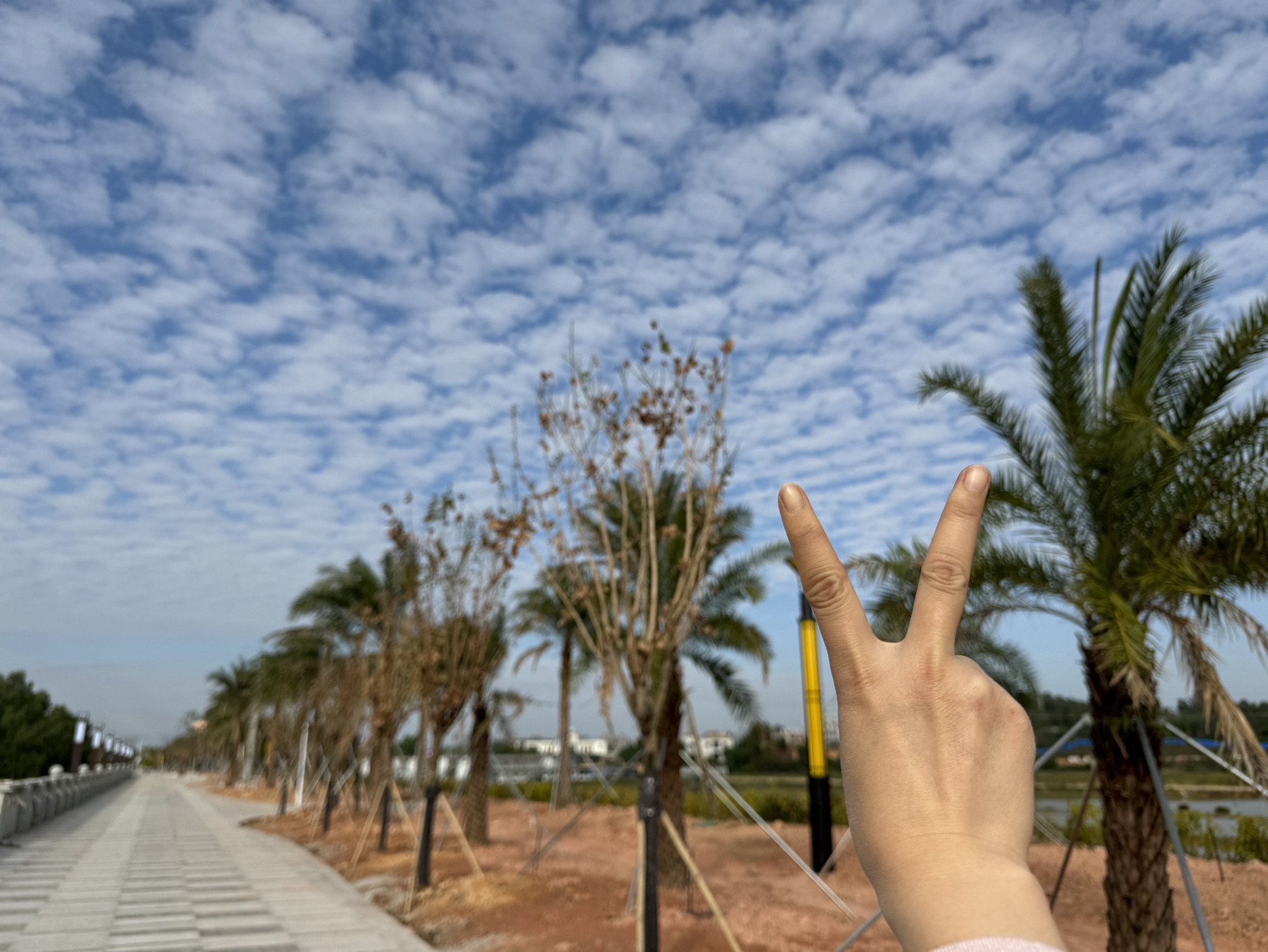 海湾湿地公园旅行图片 1