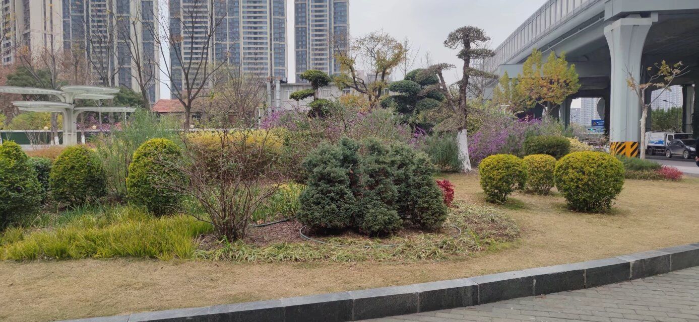 姑嫂树游园旅行图片 2
