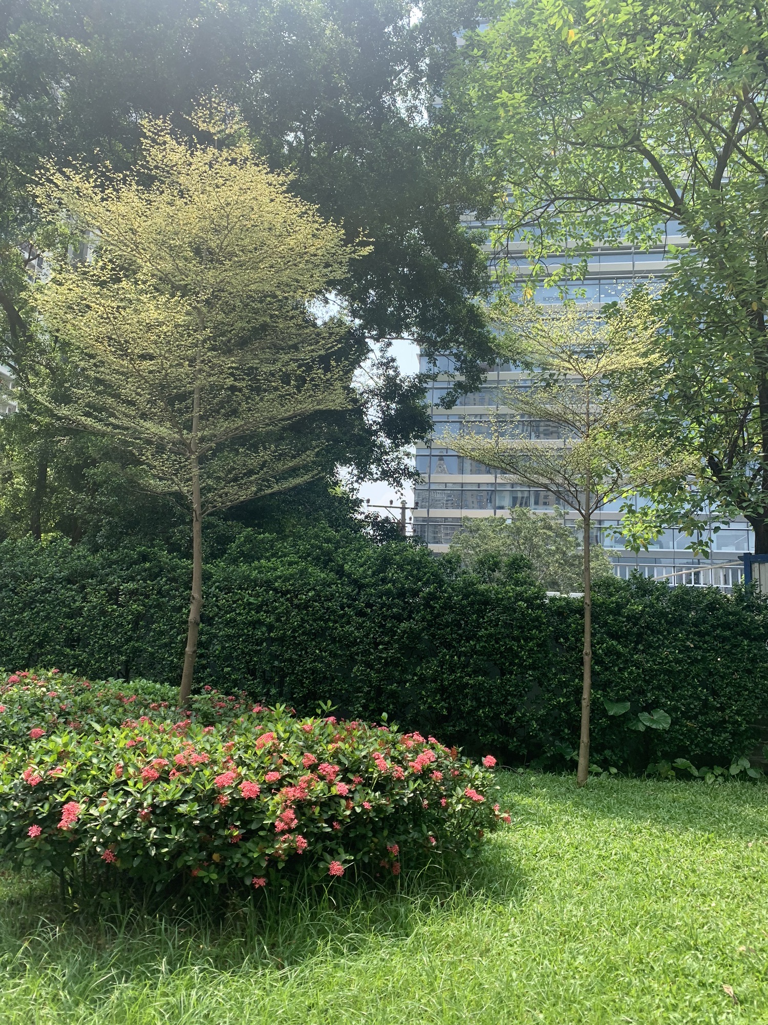 广州大道口袋公园