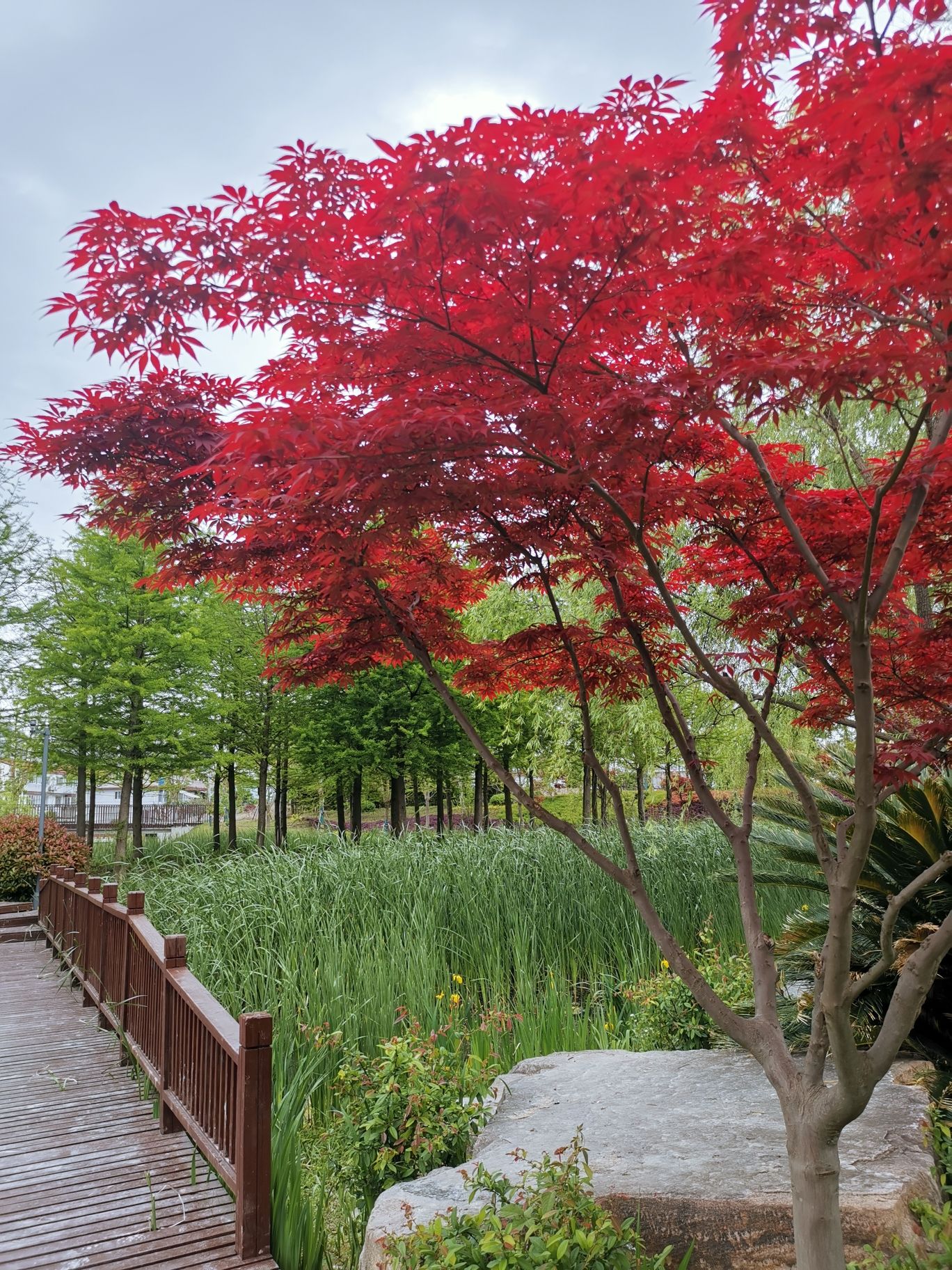 春申公园旅行图片 2