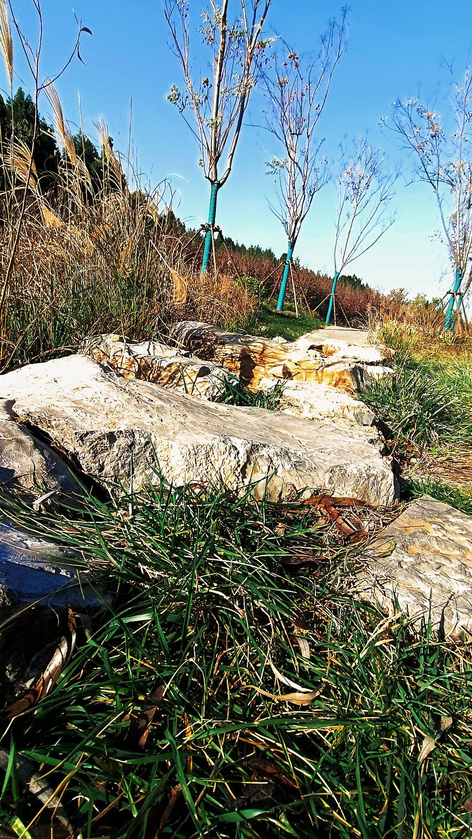 围子山郊野公园旅行图片 1