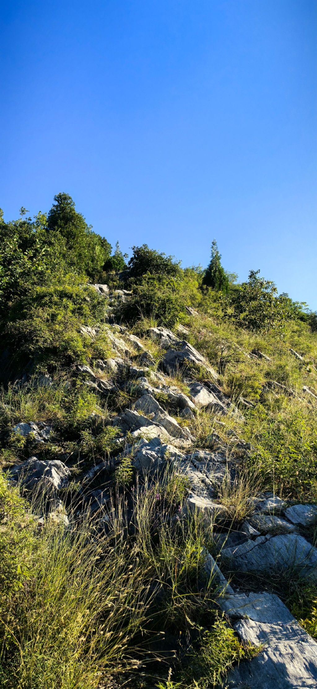 围子山郊野公园旅行图片 3