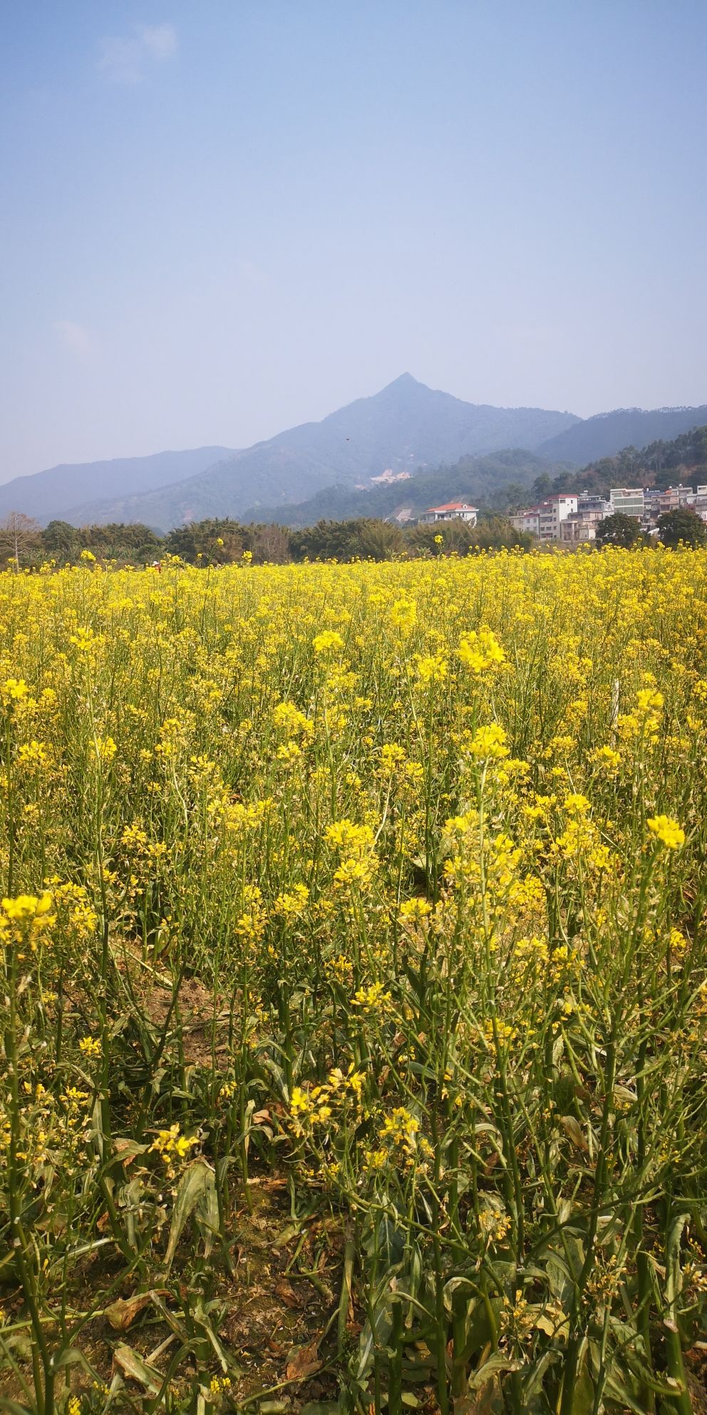田园花海旅行图片 2