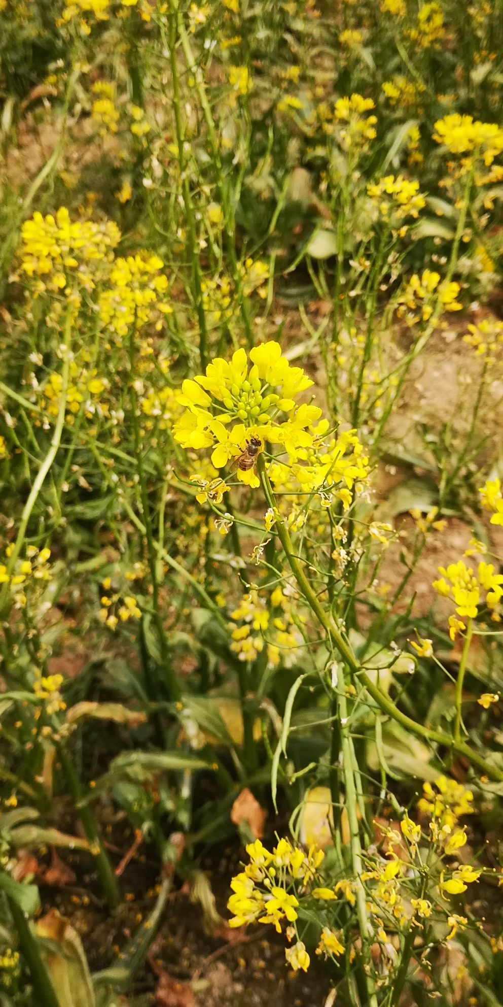 田园花海旅行图片 3