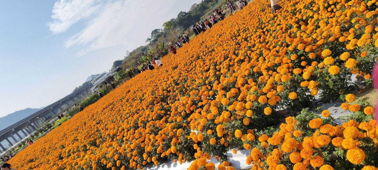 田园花海旅行图片 2