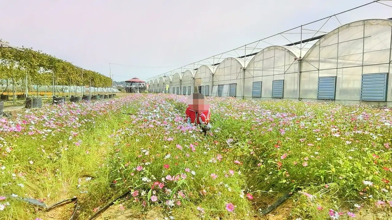 田园花海旅行图片 3