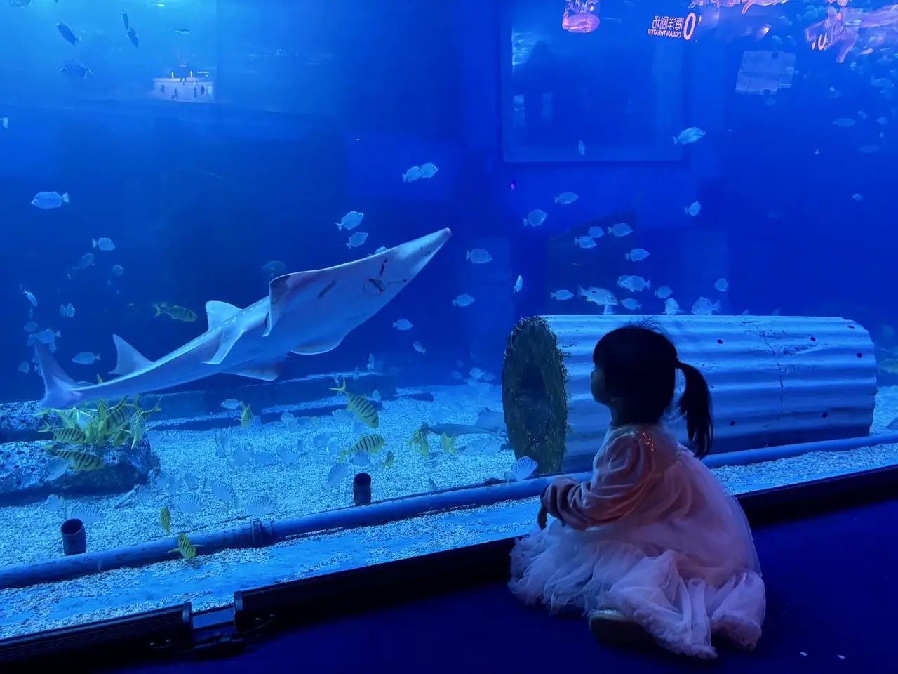 秦巴海洋世界旅行图片 1