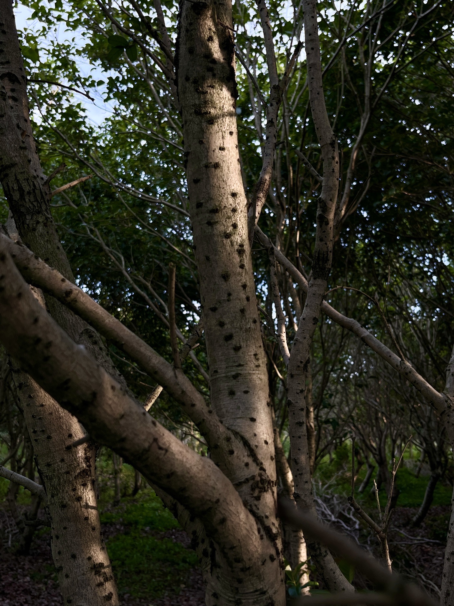 上海市嘉朱生态桂花园旅行图片 3