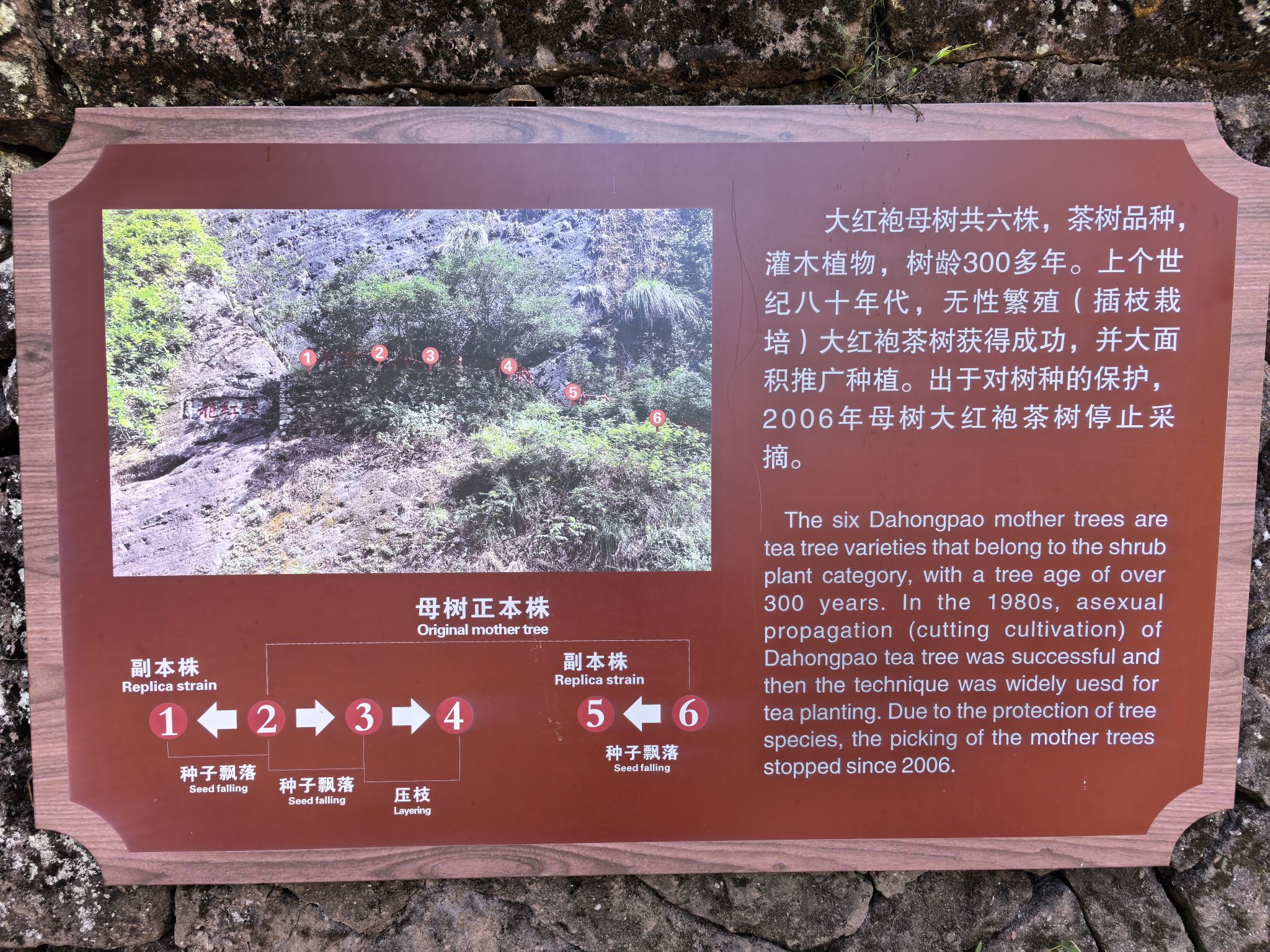 大红袍母树景点图片