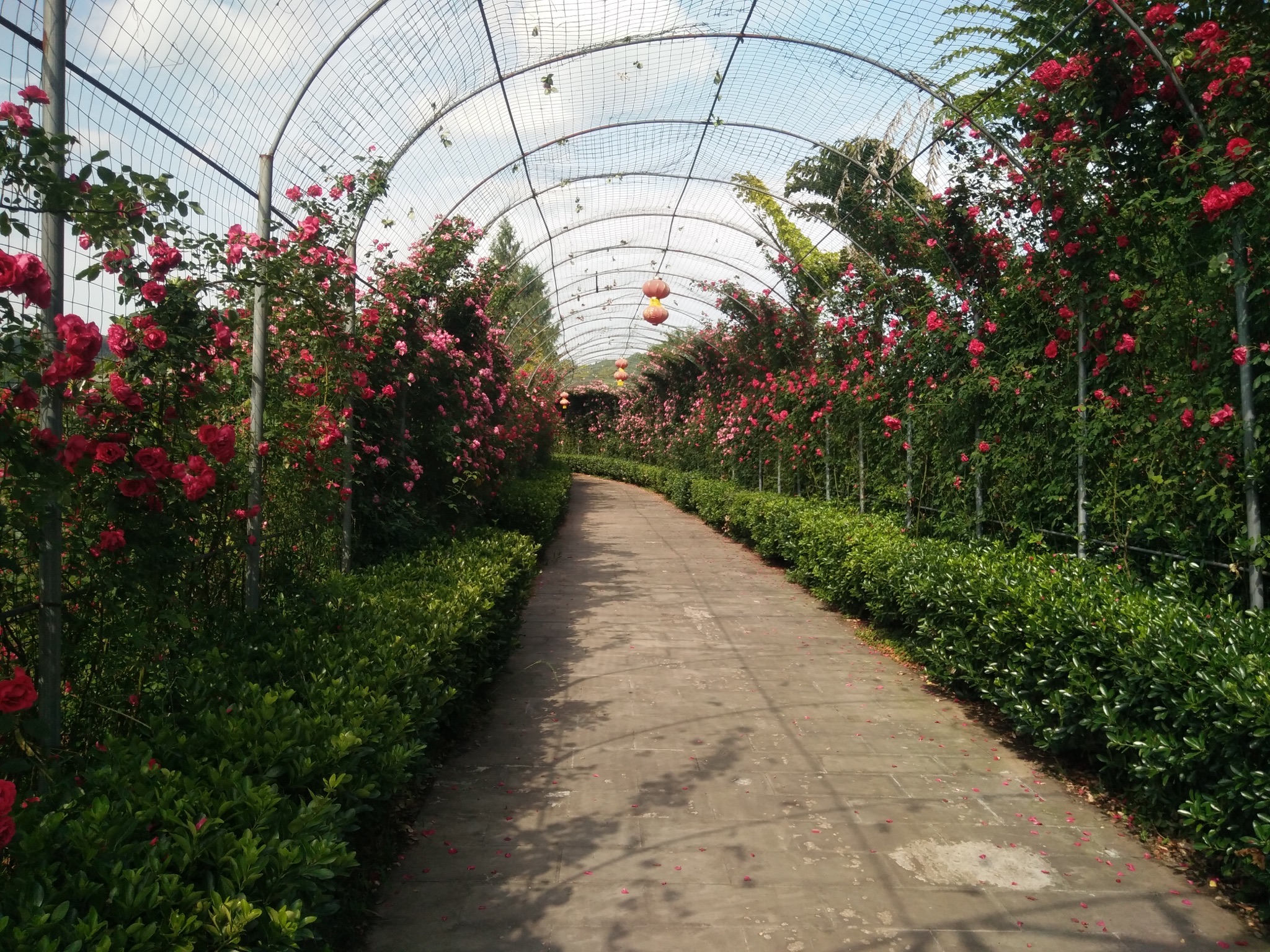 玫瑰园