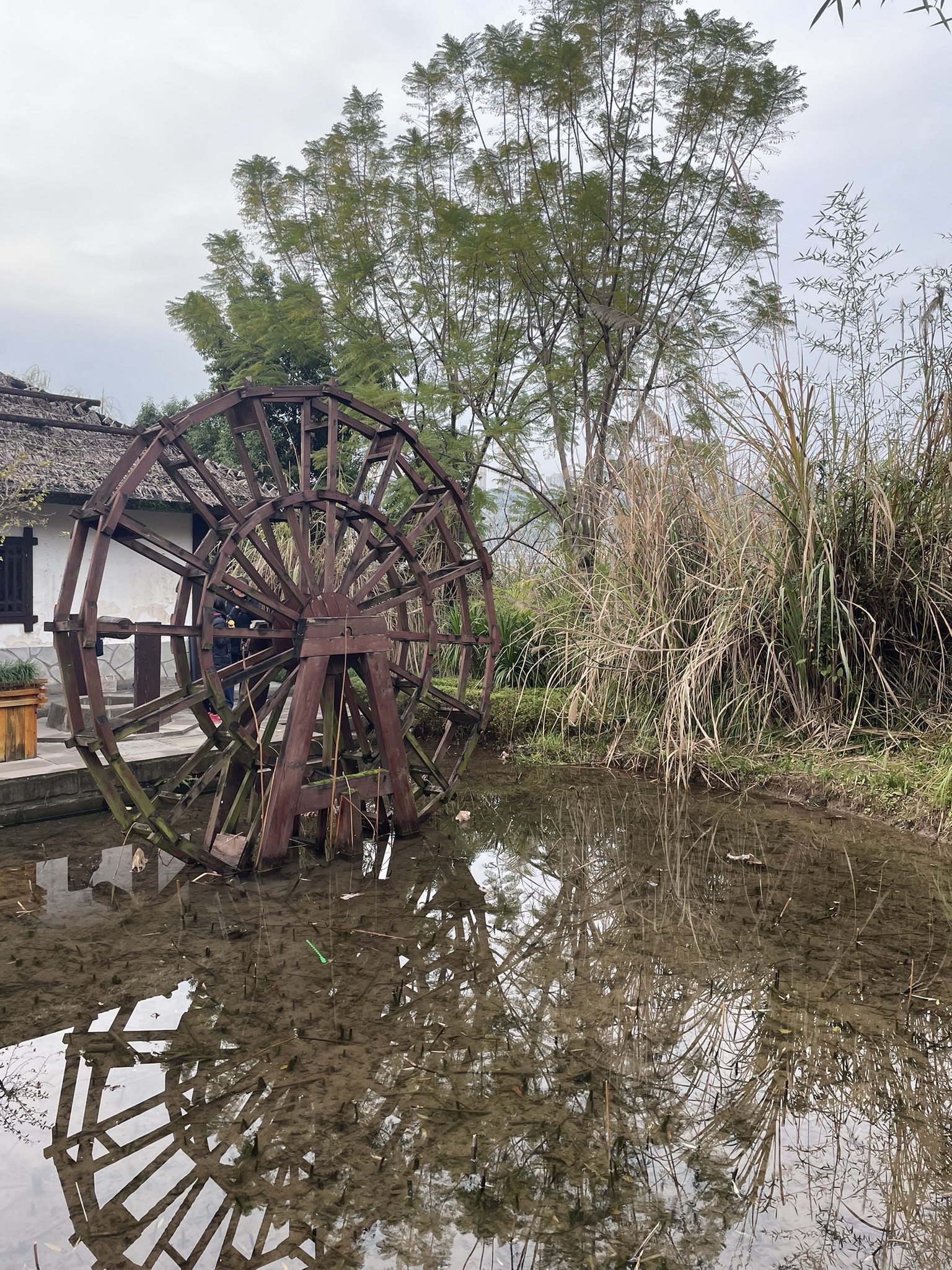 融汇茶花广场湿地公园旅行图片 1