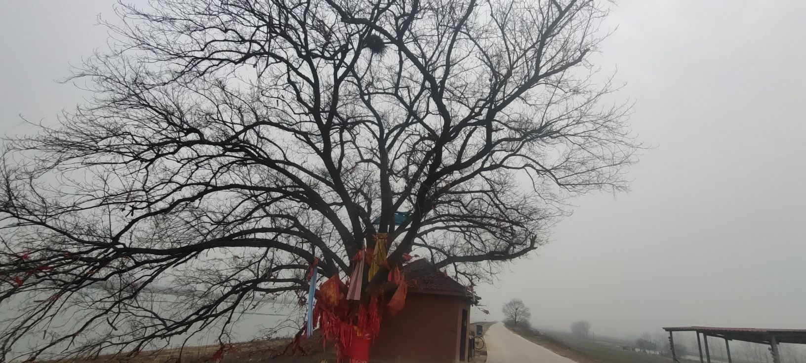 阜南县许愿树旅行图片 1