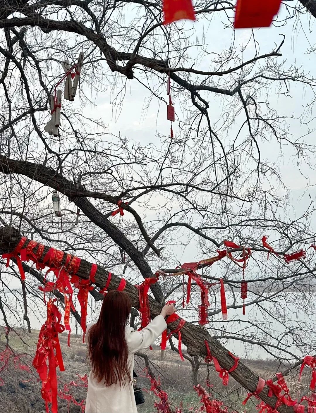 阜南县许愿树旅行图片 1