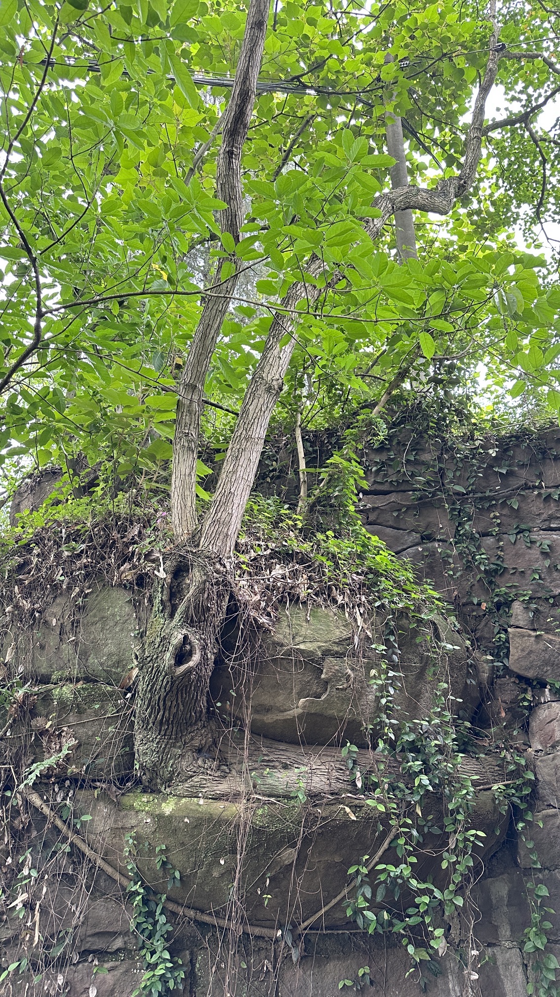太平古寨旅行图片 2