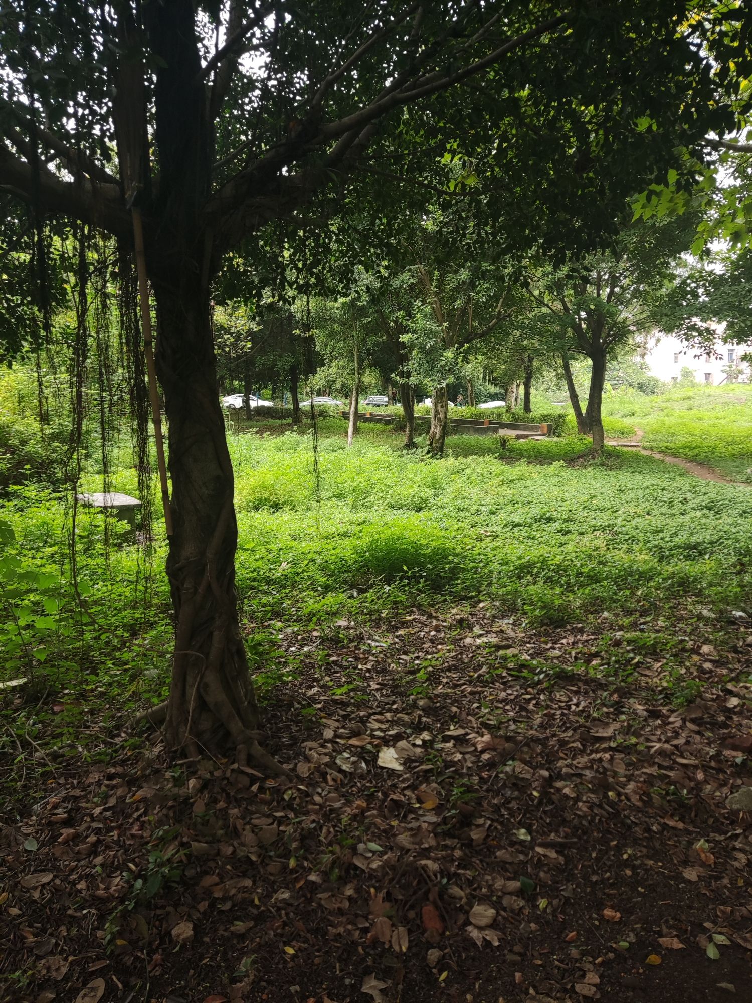 松山下大坑塘园山森林公园旅行图片 2