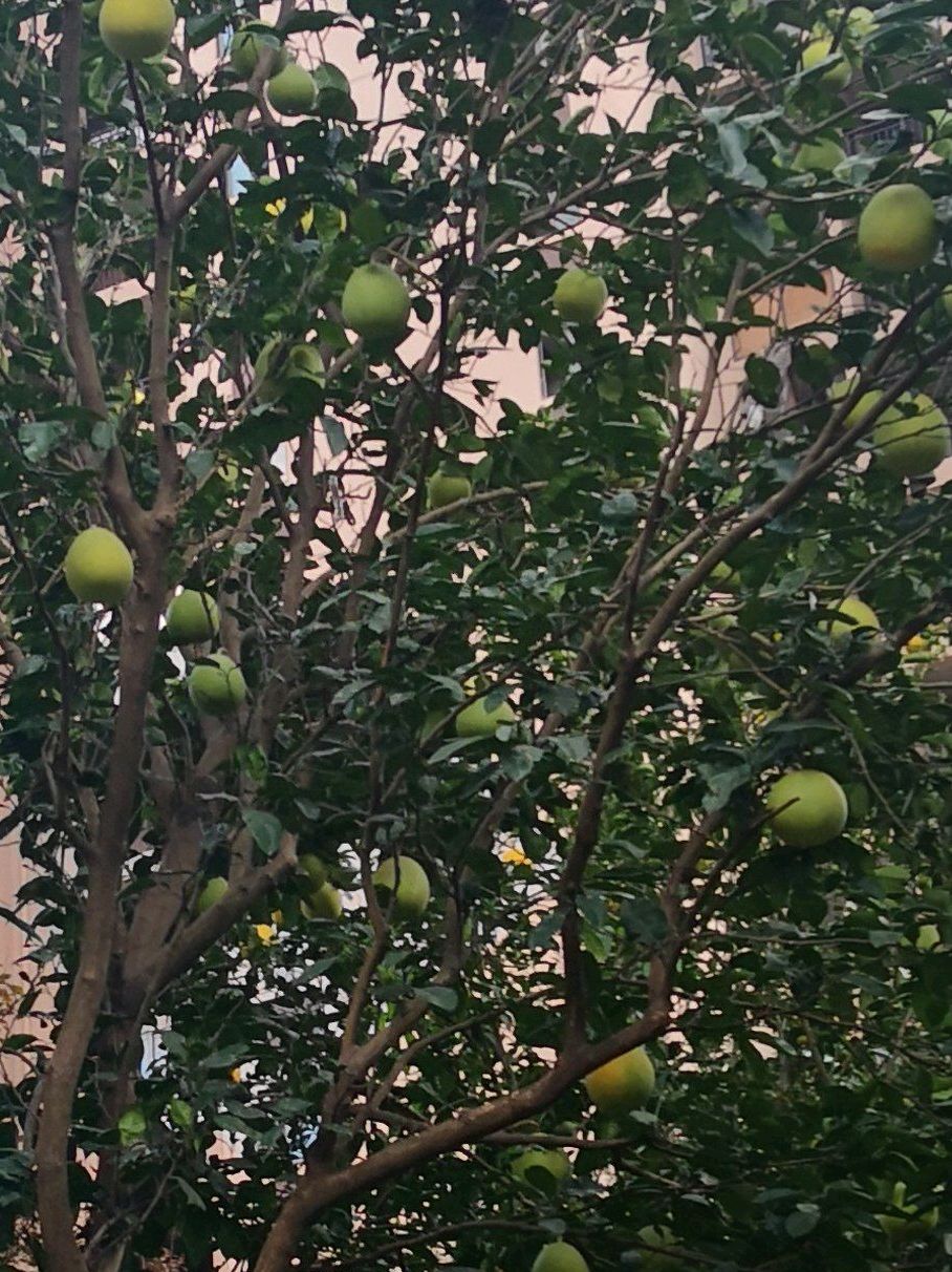 浦康休闲公园旅行图片 2