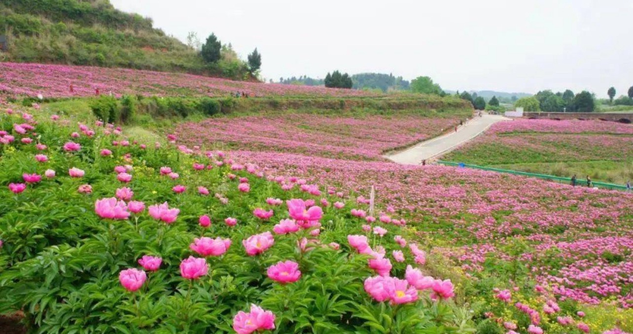 平利芍药谷景区