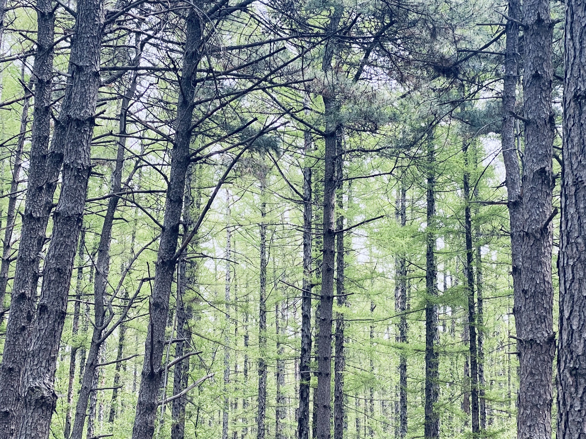 黑松林