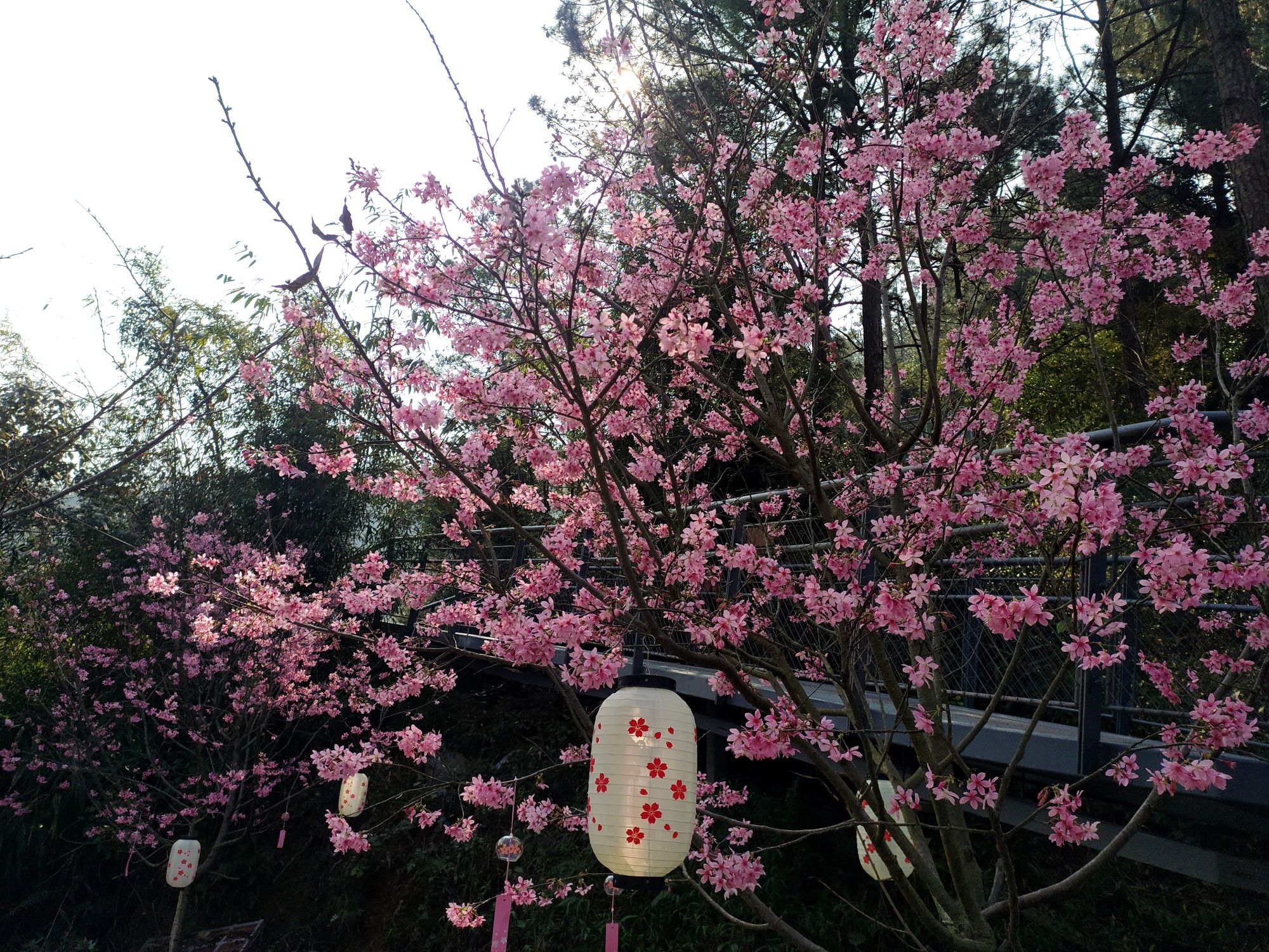 融创由心谷旅游度假区旅行图片 1