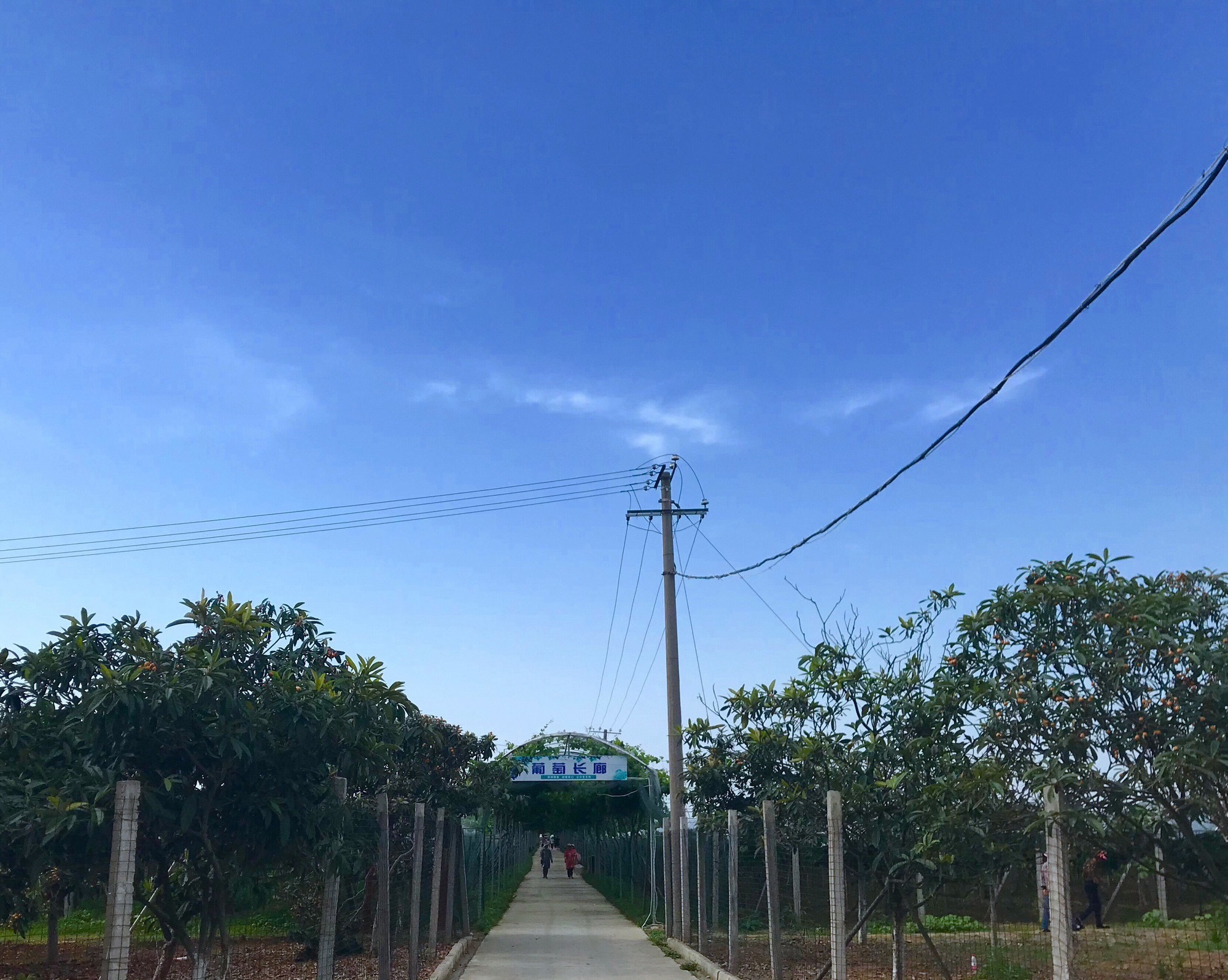 蓝禾梦幻岛度假区旅行图片 1