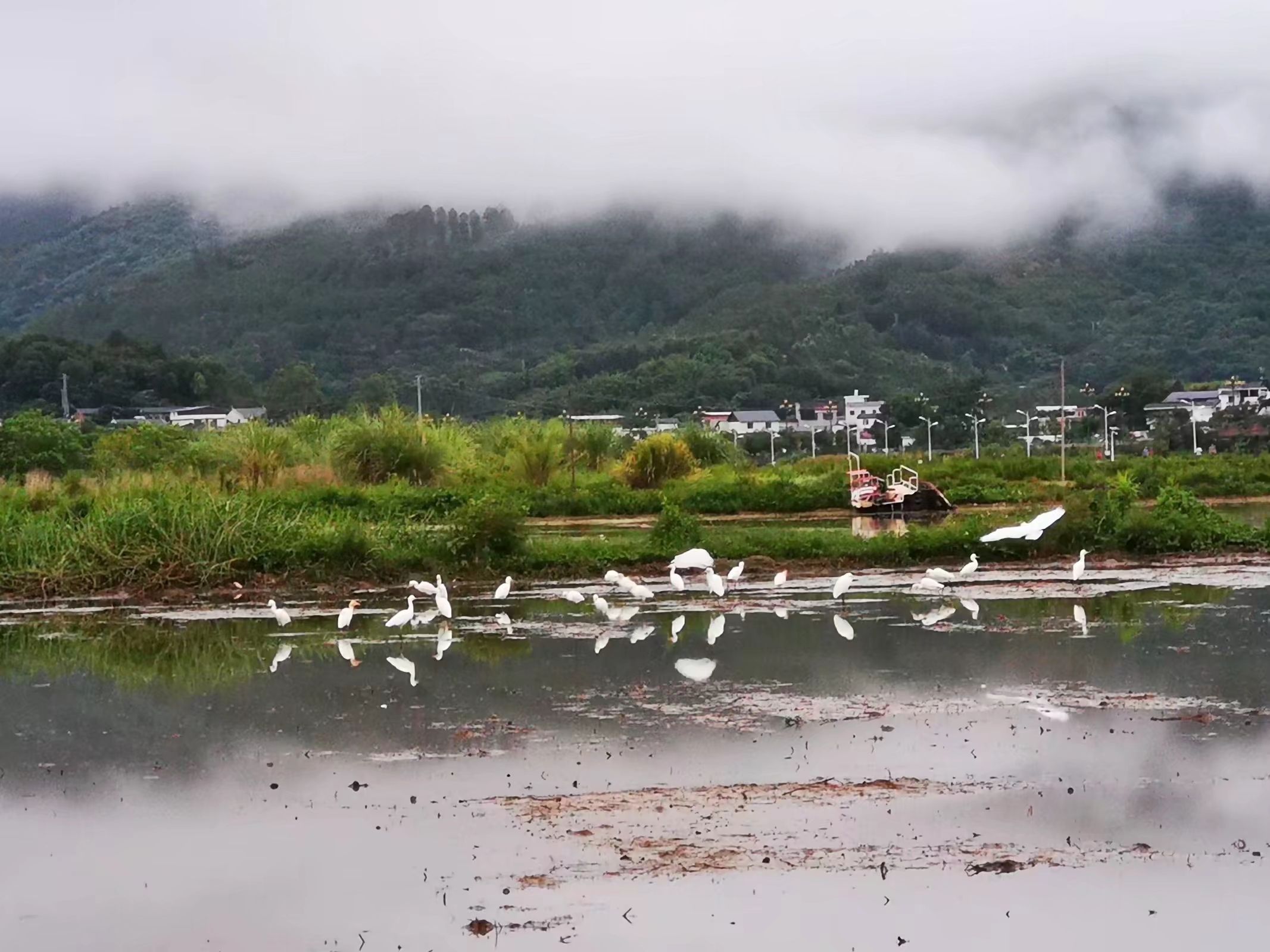 梅州稻鱼共生基地