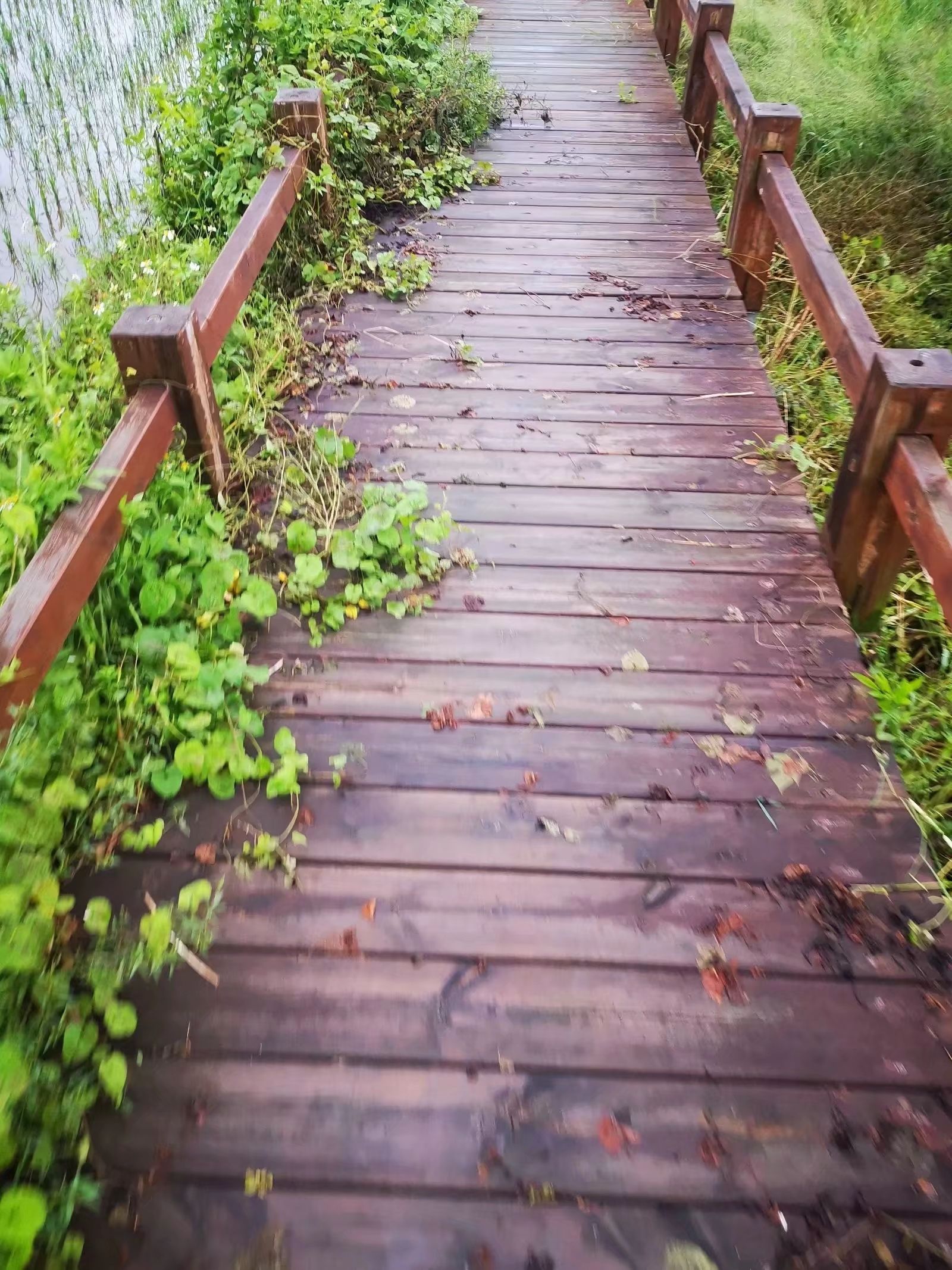 梅州稻鱼共生基地