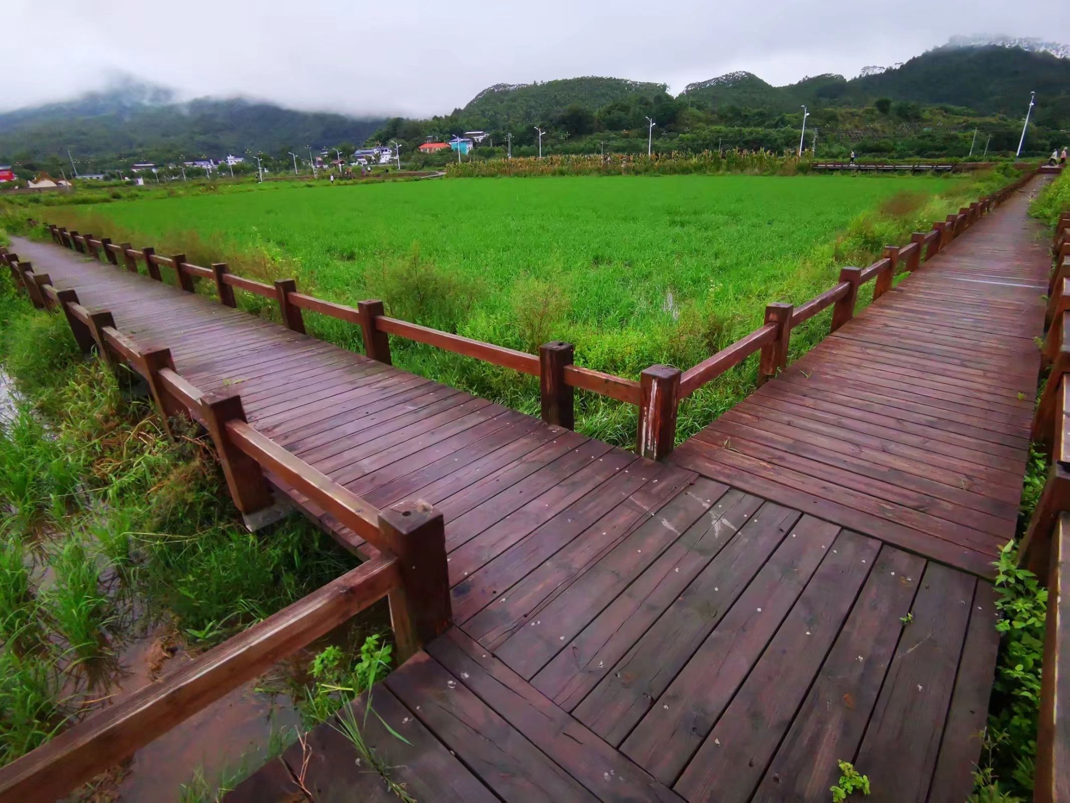 梅州稻鱼共生基地