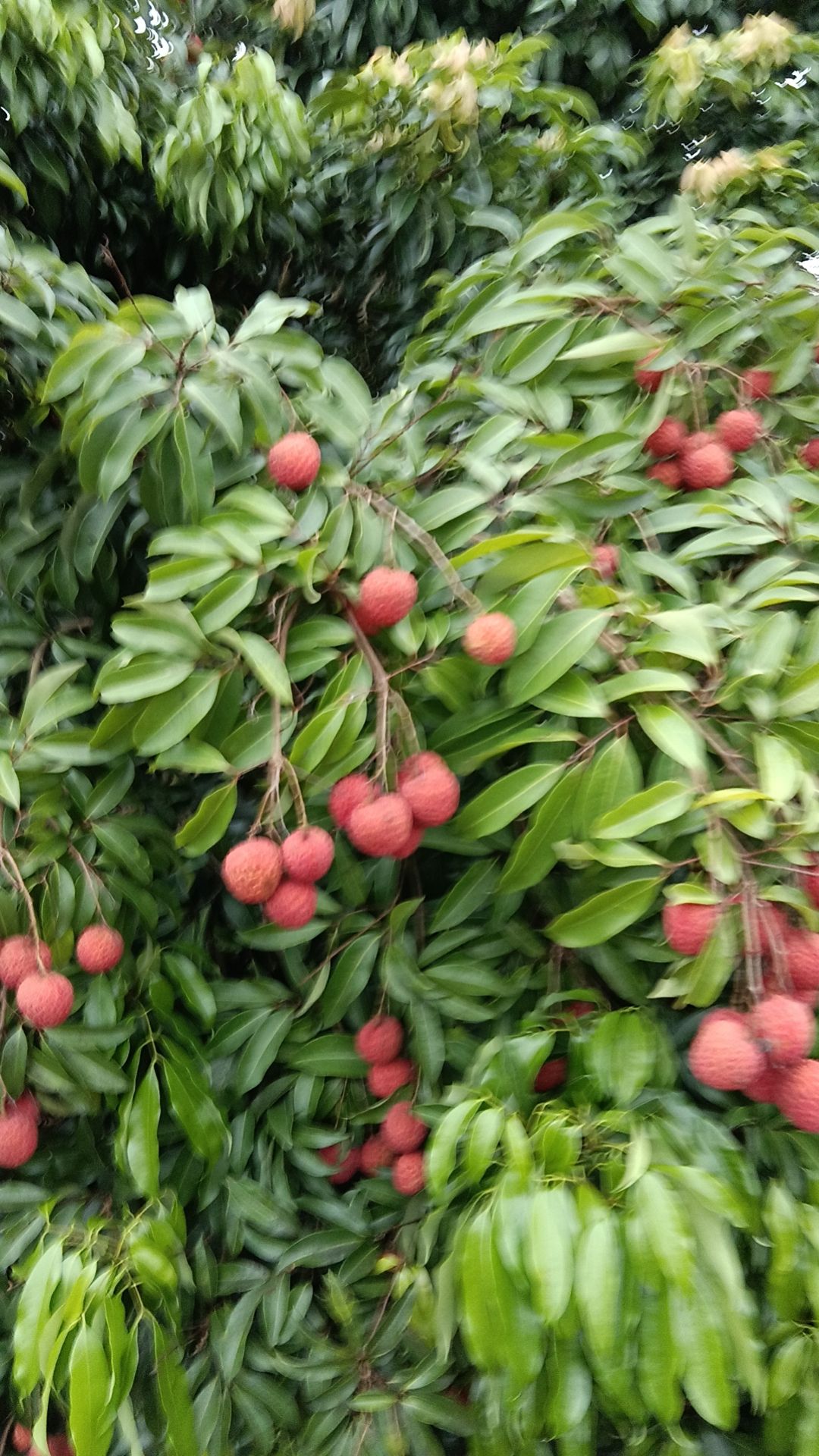 新塘湖公园旅行图片 2
