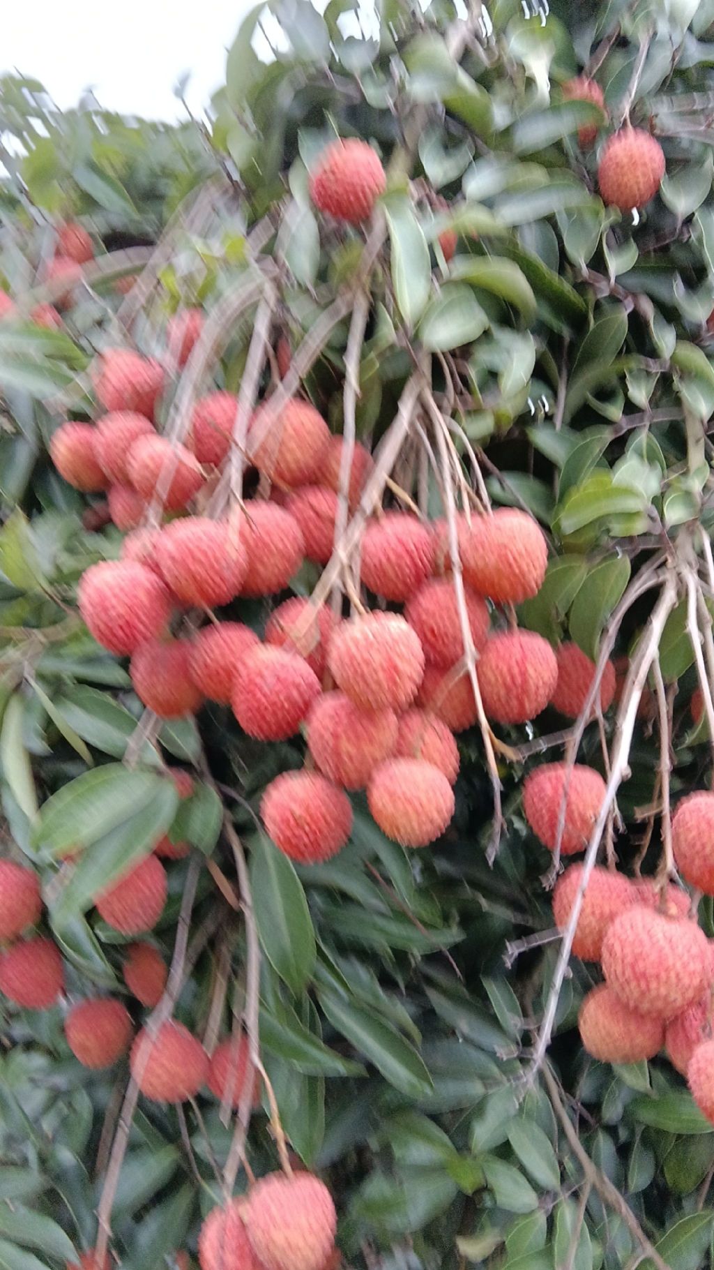 新塘湖公园旅行图片 1