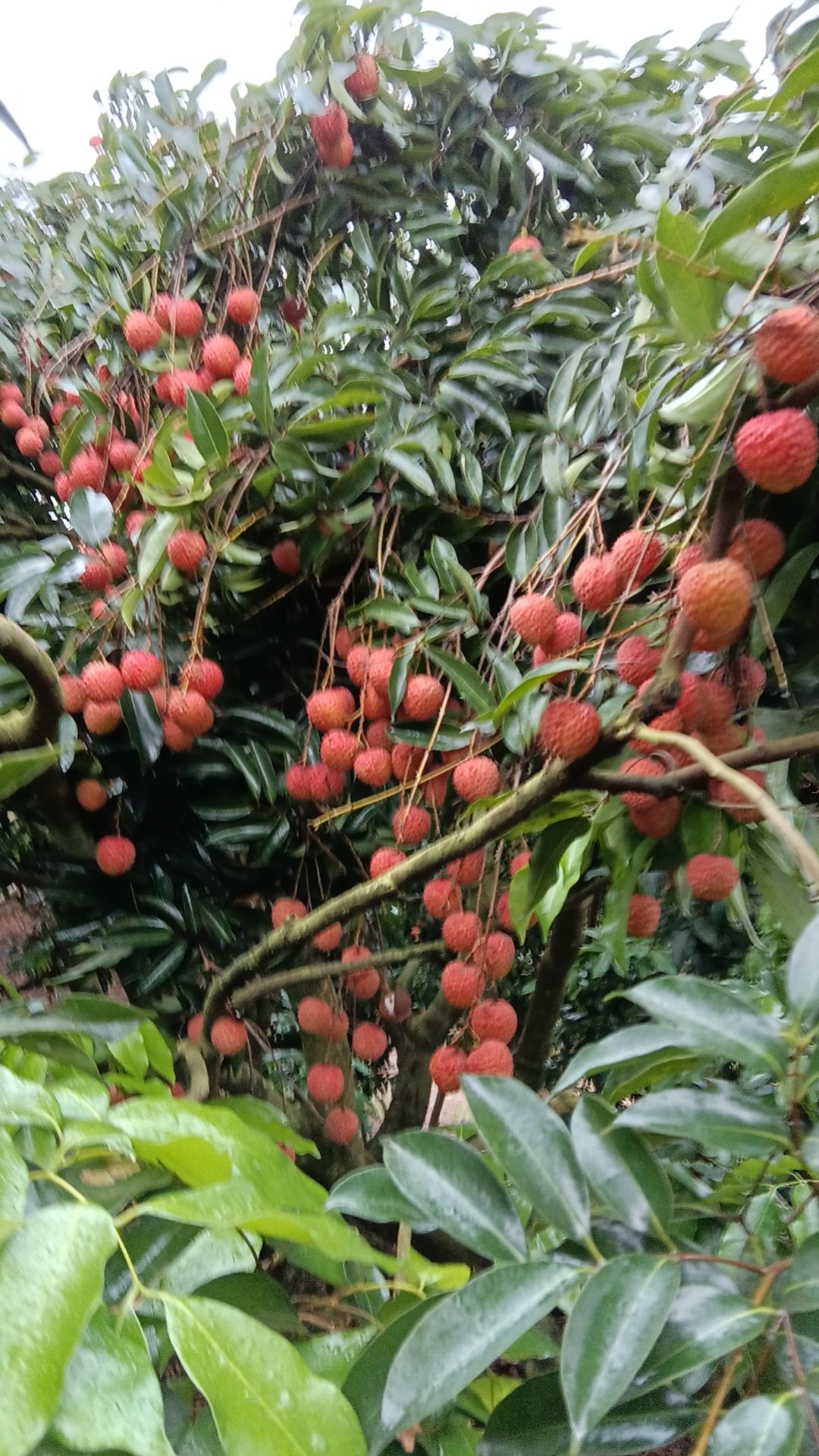 新塘湖公园旅行图片 3