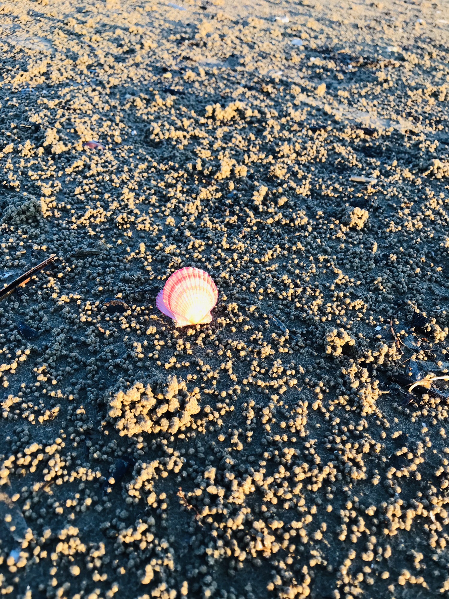 幸福岸线海滨公园旅行图片 1