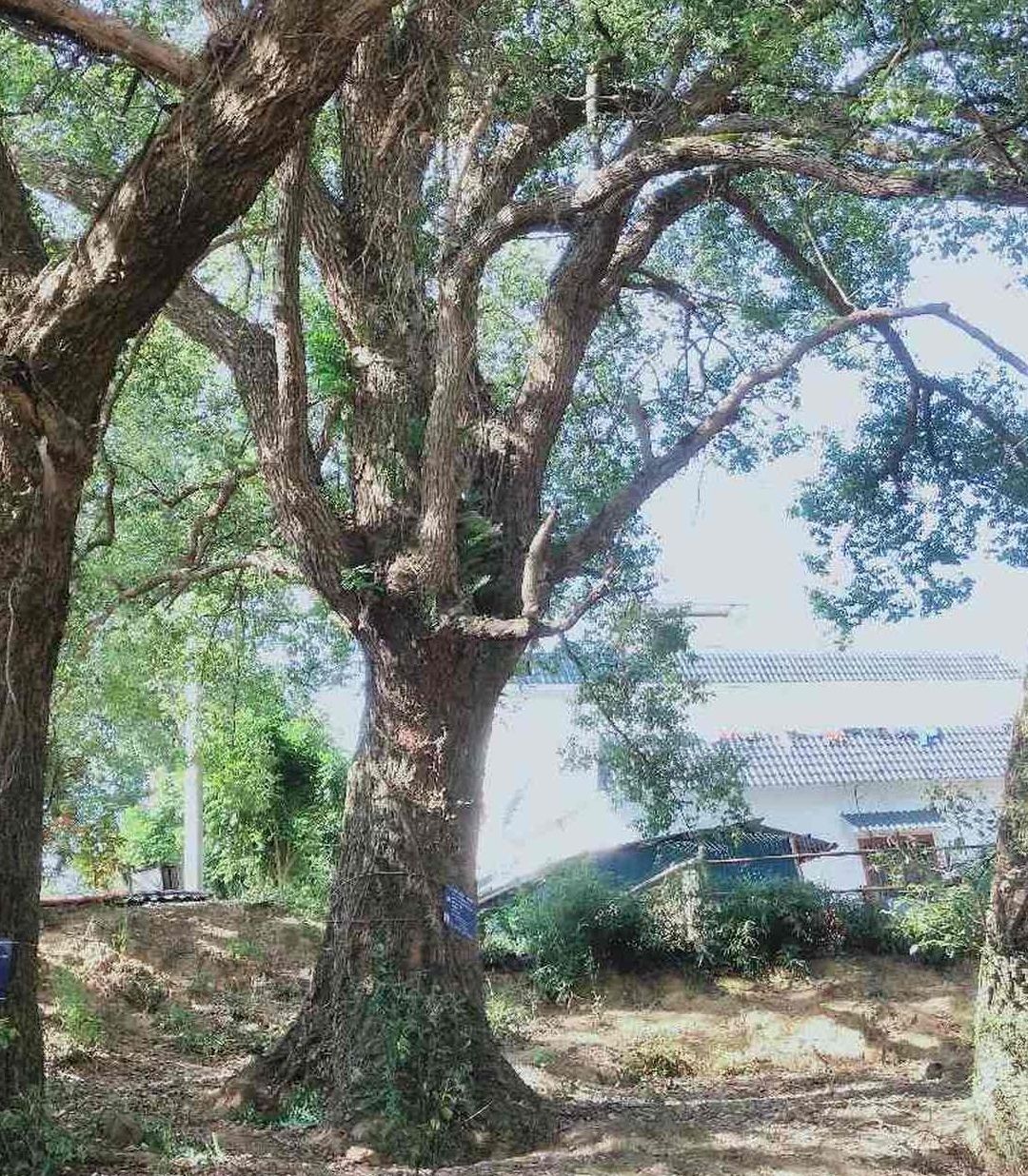 广西山楂花景区旅行图片 2