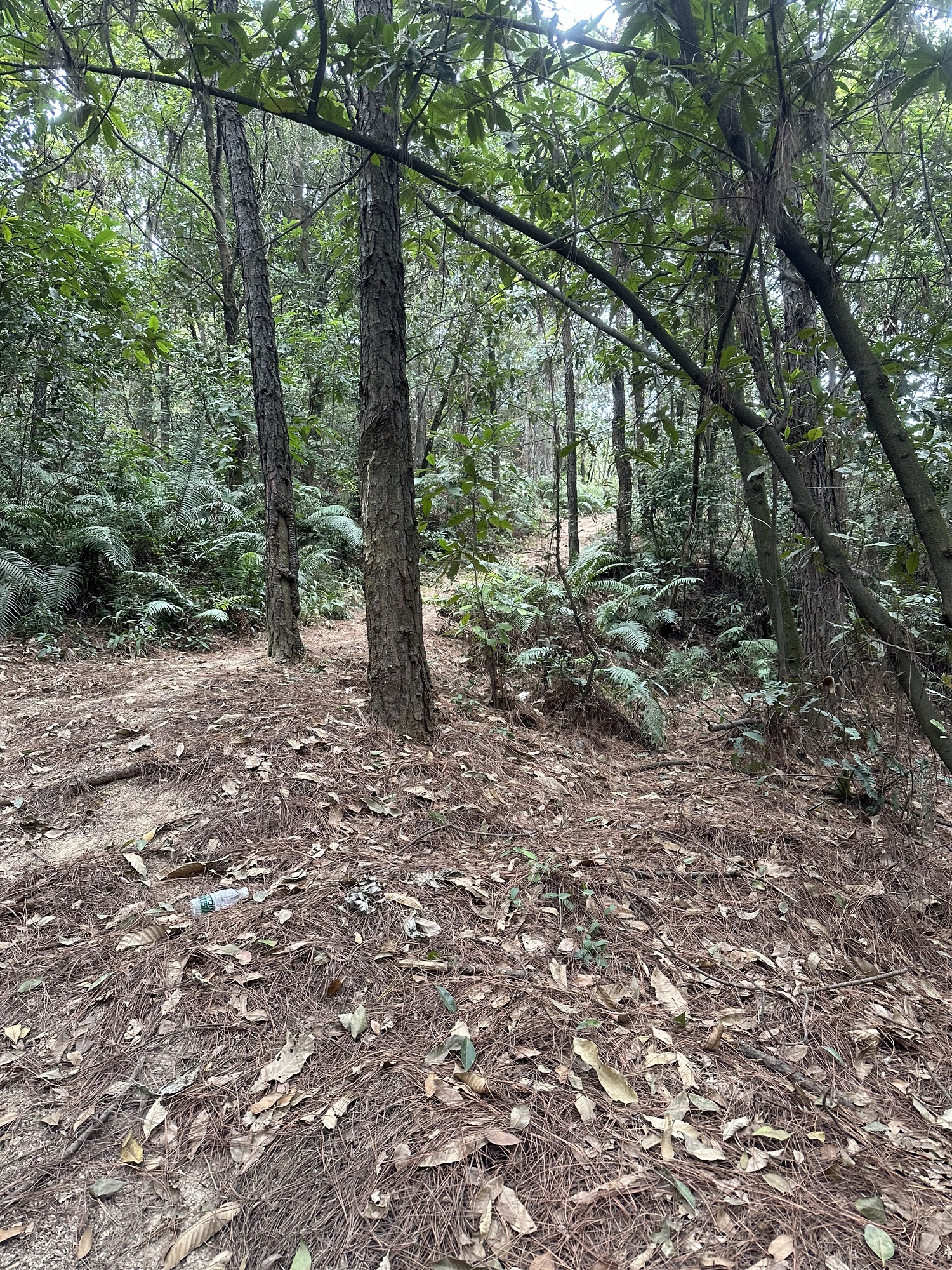 司前镇马鞍山森林公园旅行图片 1