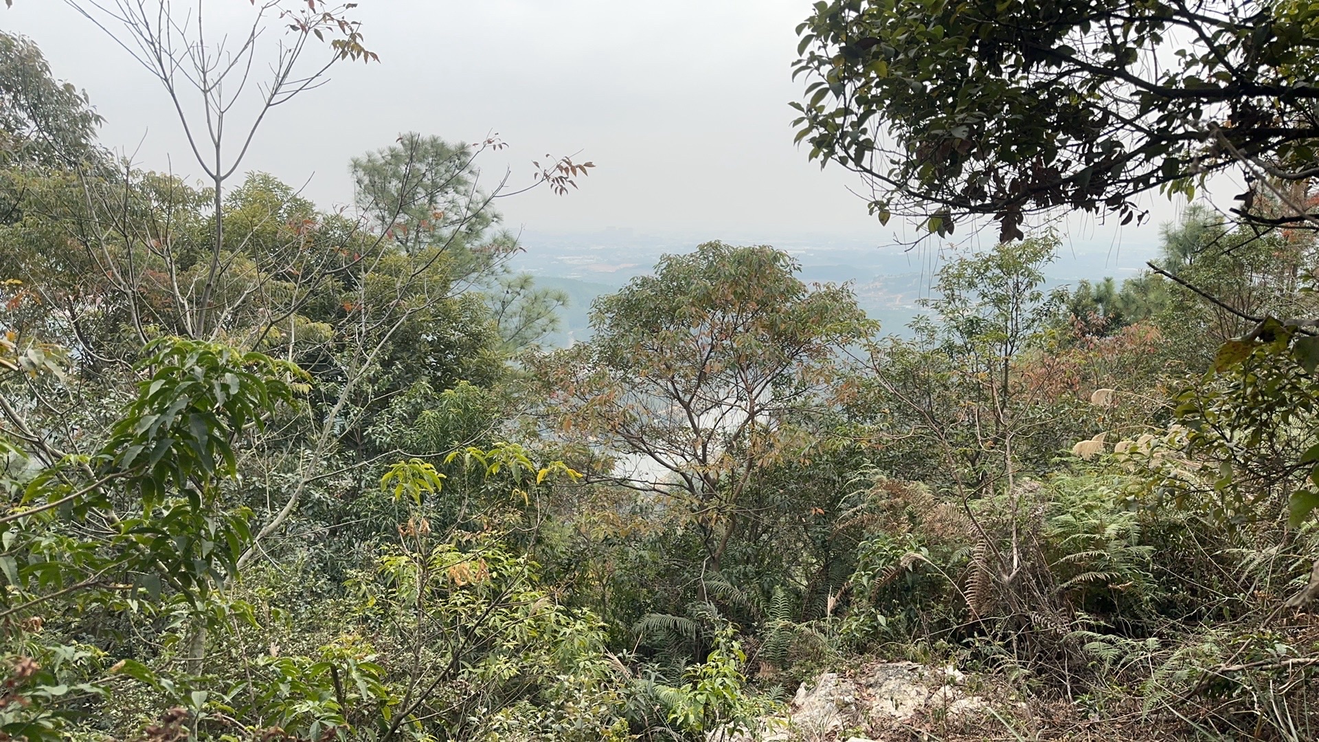 司前镇马鞍山森林公园旅行图片 3