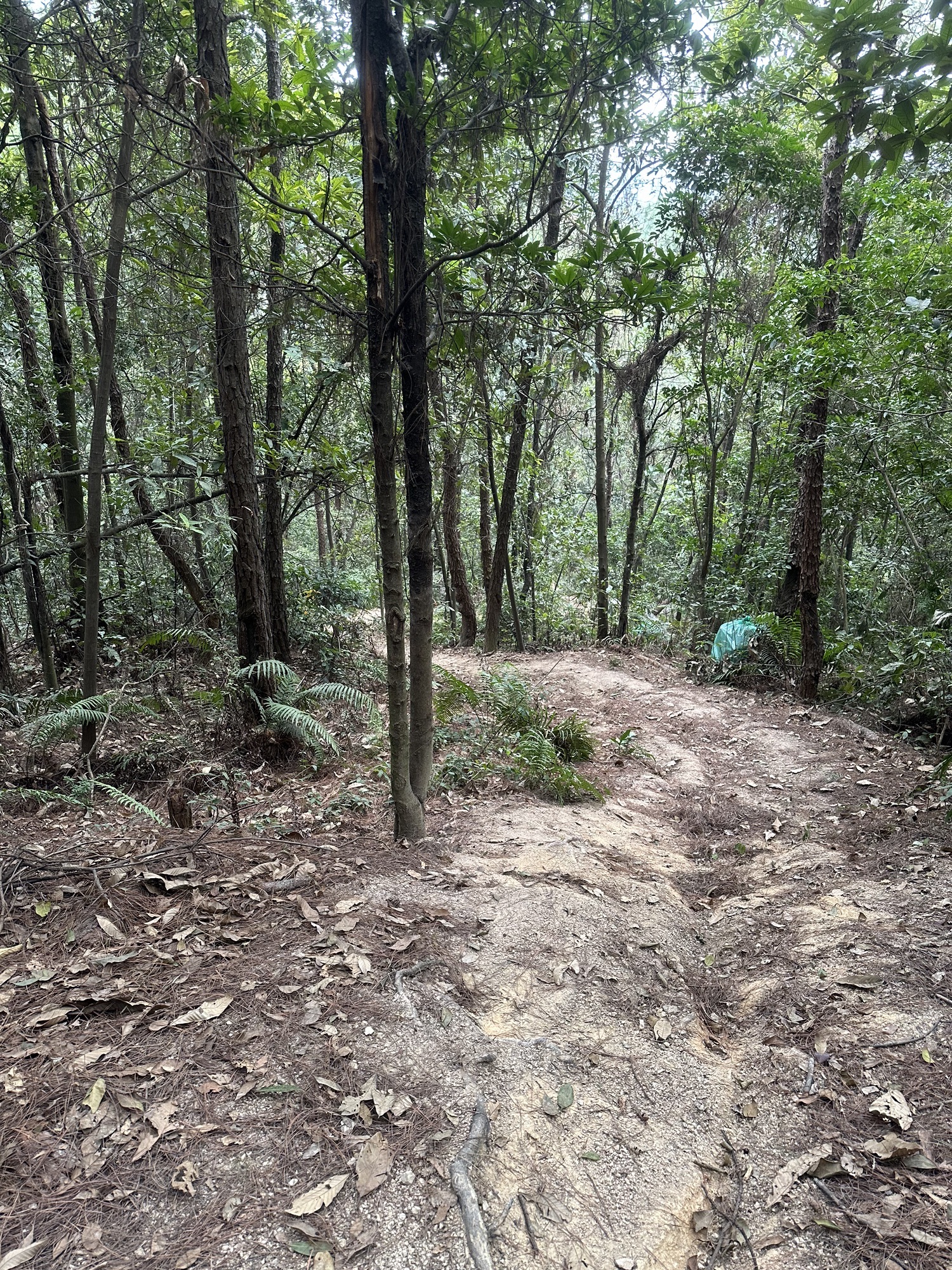 司前镇马鞍山森林公园旅行图片 2