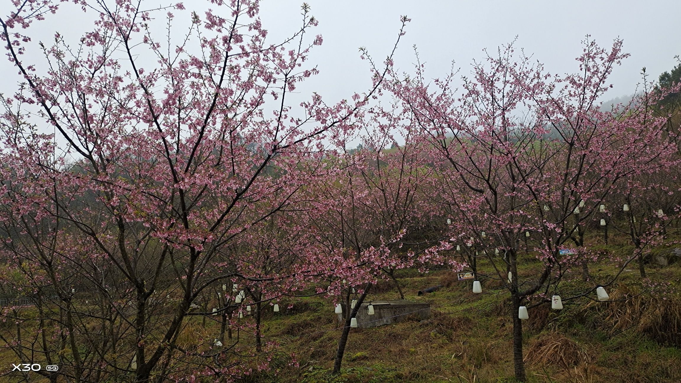 明月山花海原居旅行图片 3