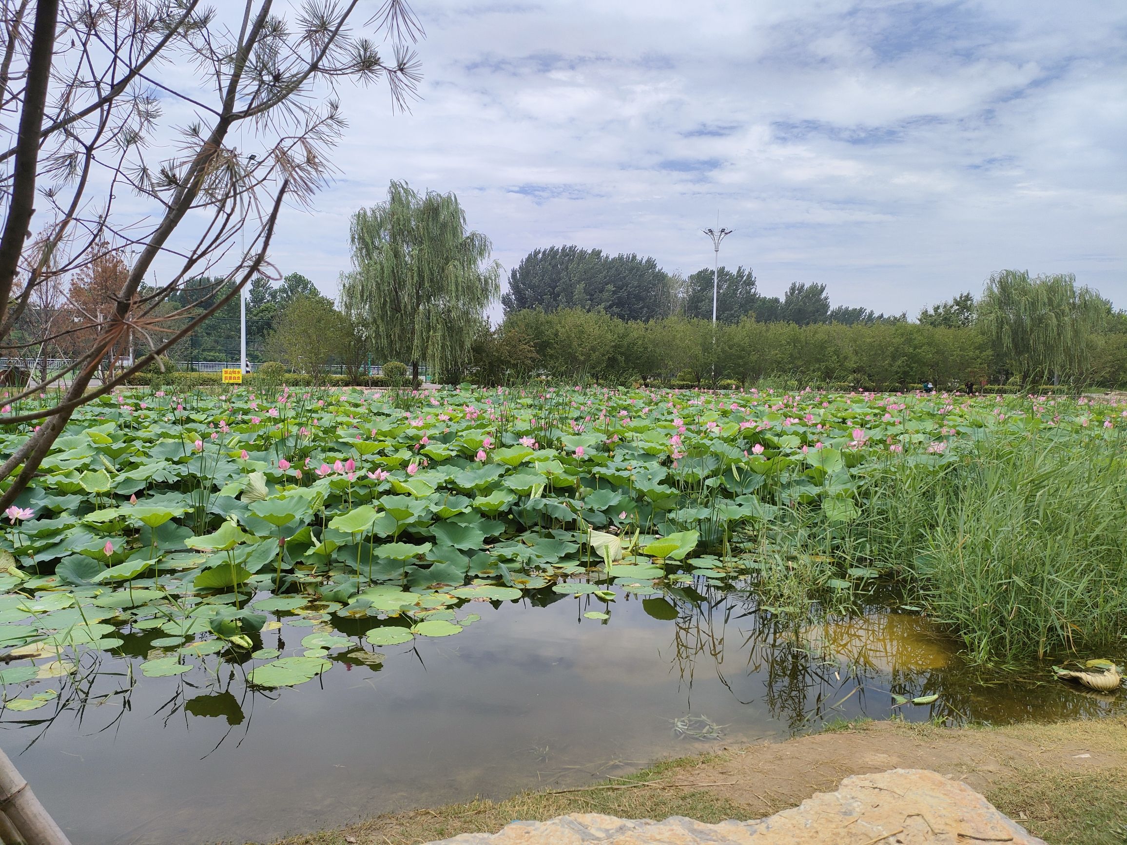 迎宾公园旅行图片 3