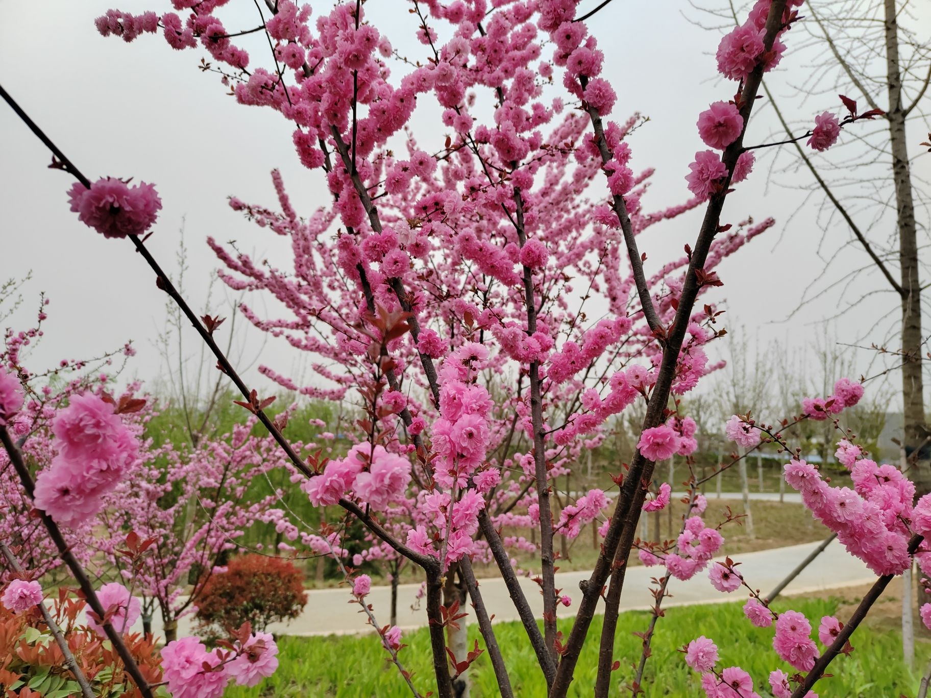 郑东新区双河公园旅行图片