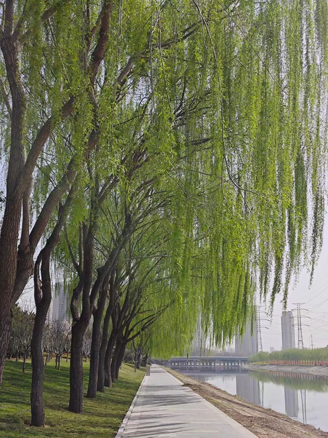 郑东新区双河公园旅行图片 2