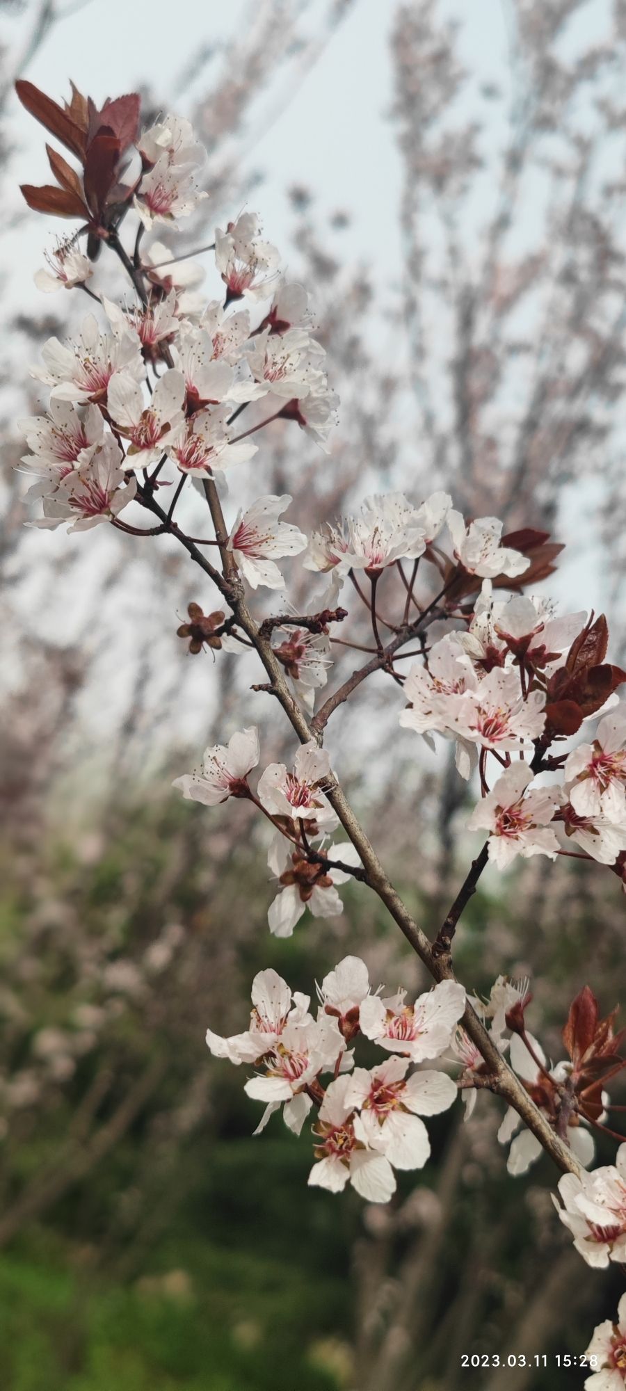 郑东新区双河公园旅行图片 3