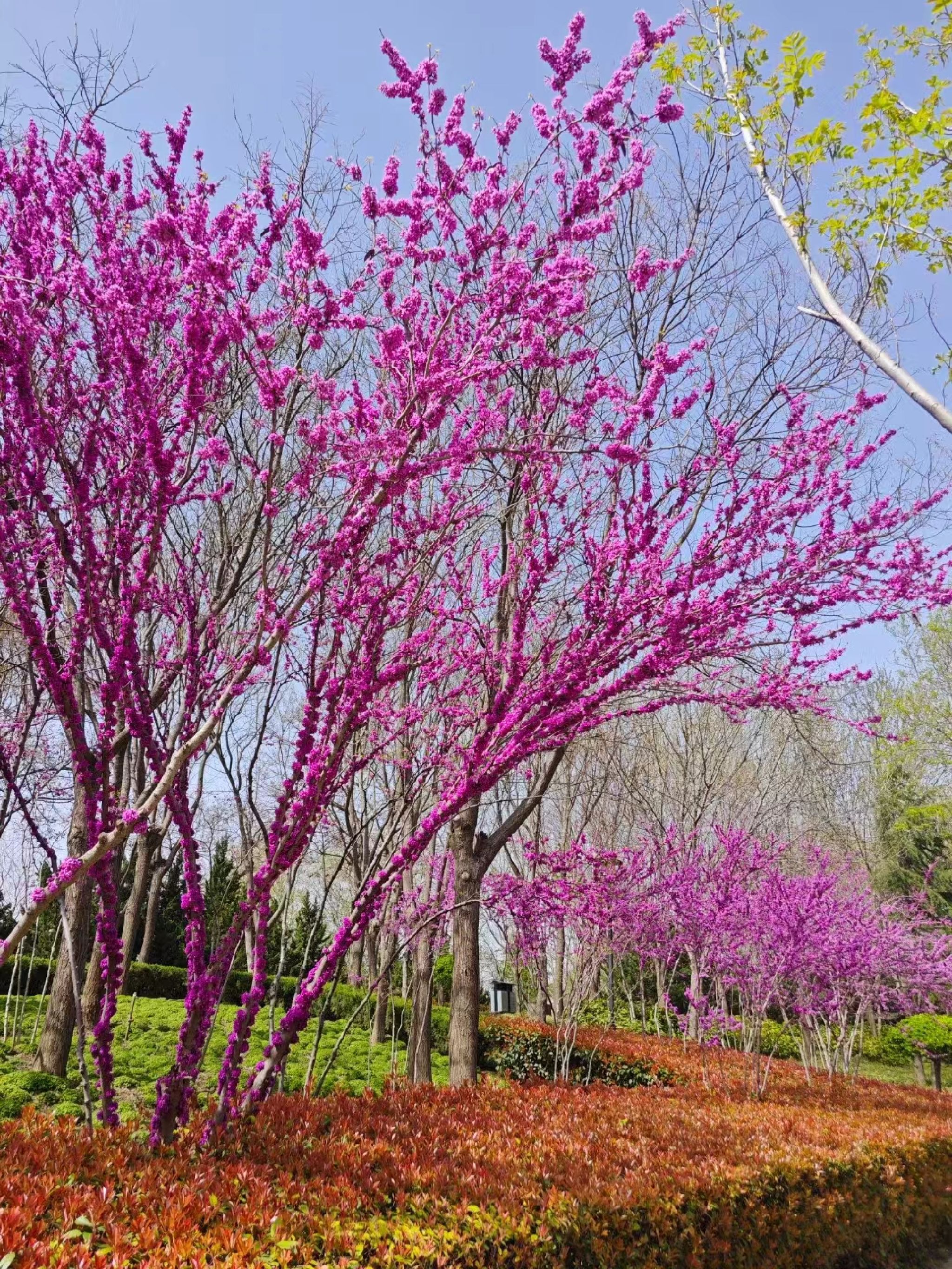 郑东新区双河公园旅行图片