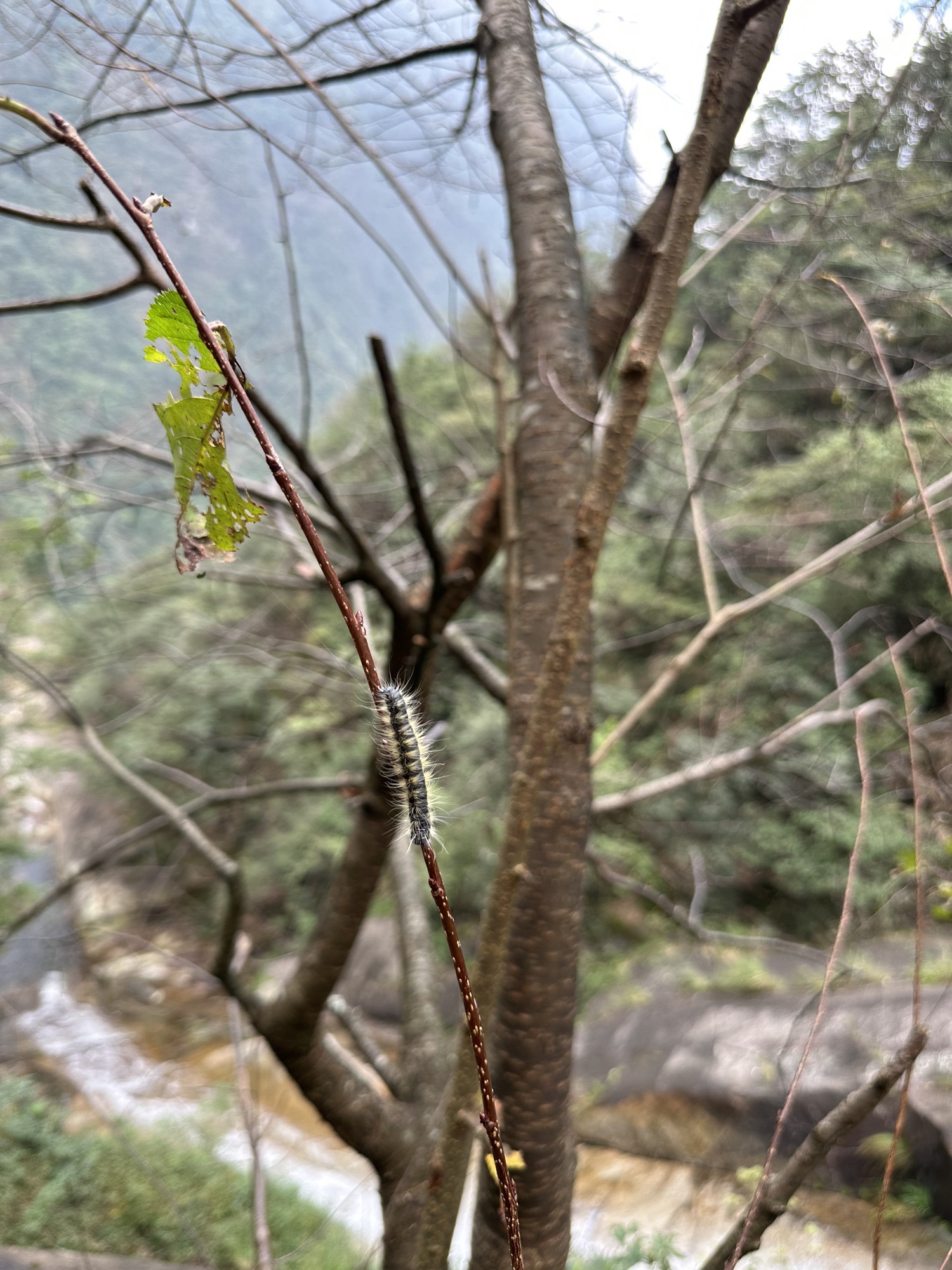 明月山二十四桥明月园旅行图片 2