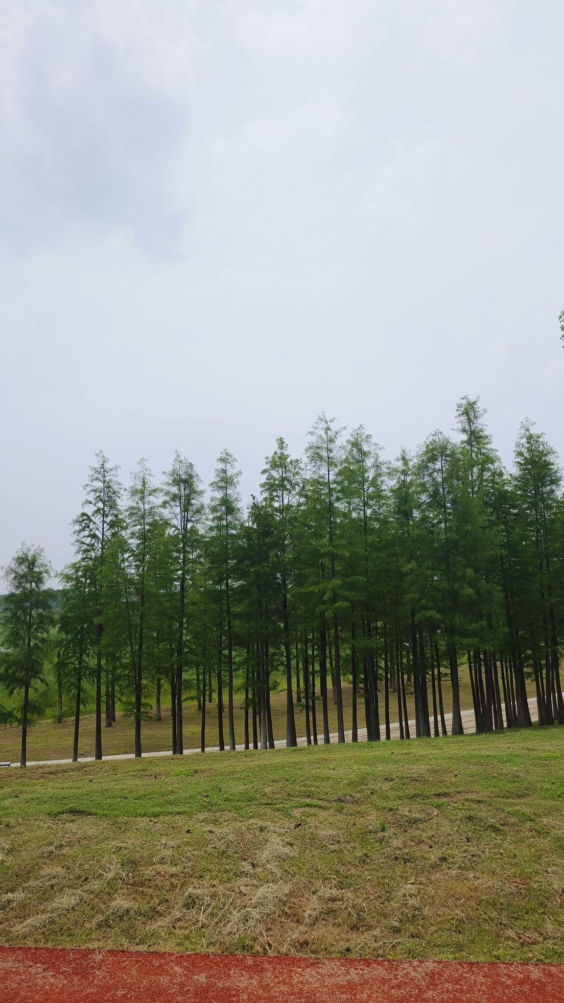 儒乐湖滨江公园旅行图片 3