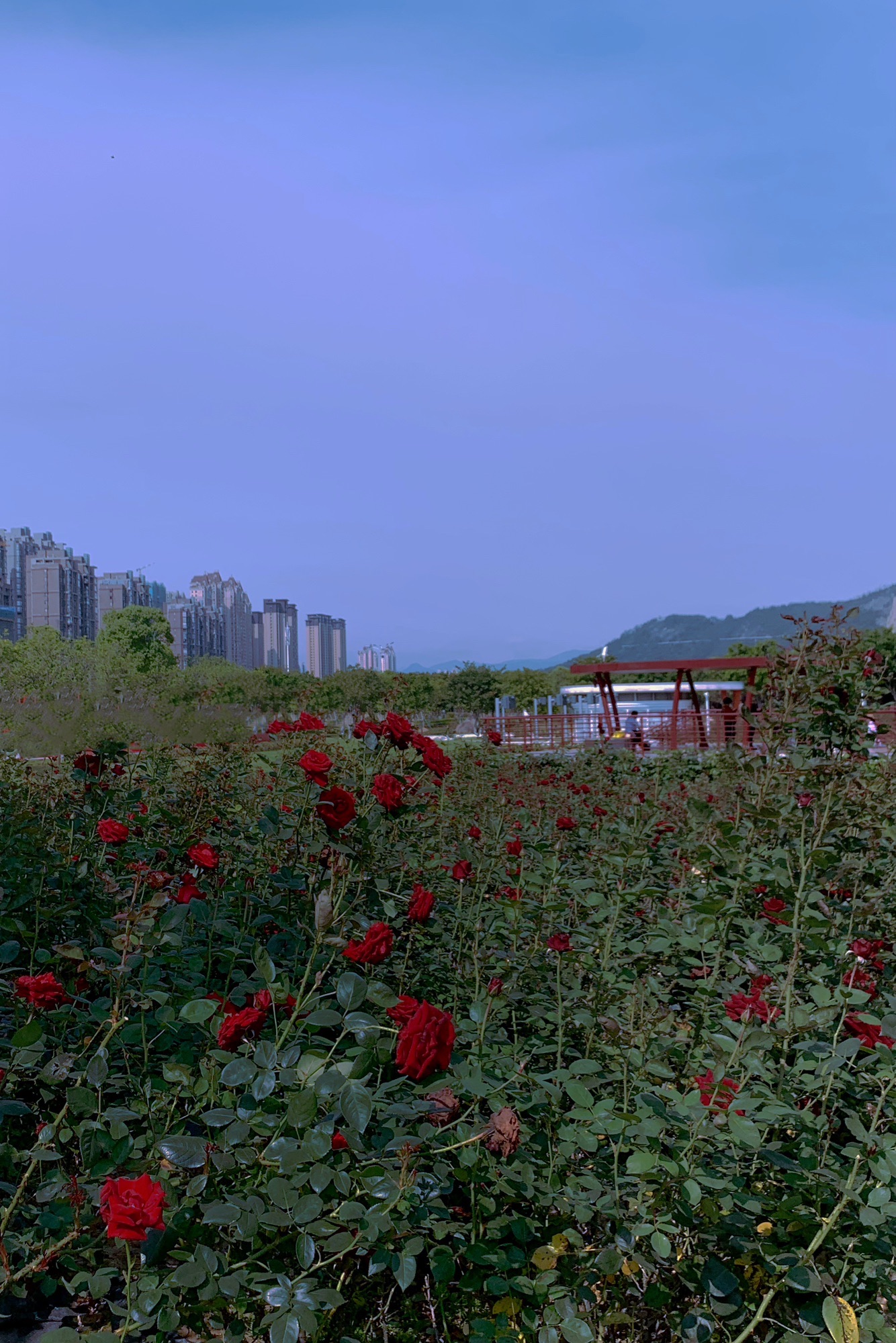 市民休闲公园旅行图片 2