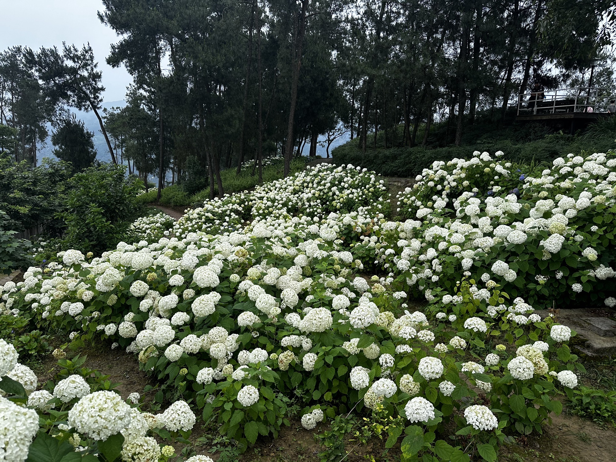 北山公园旅行图片 3