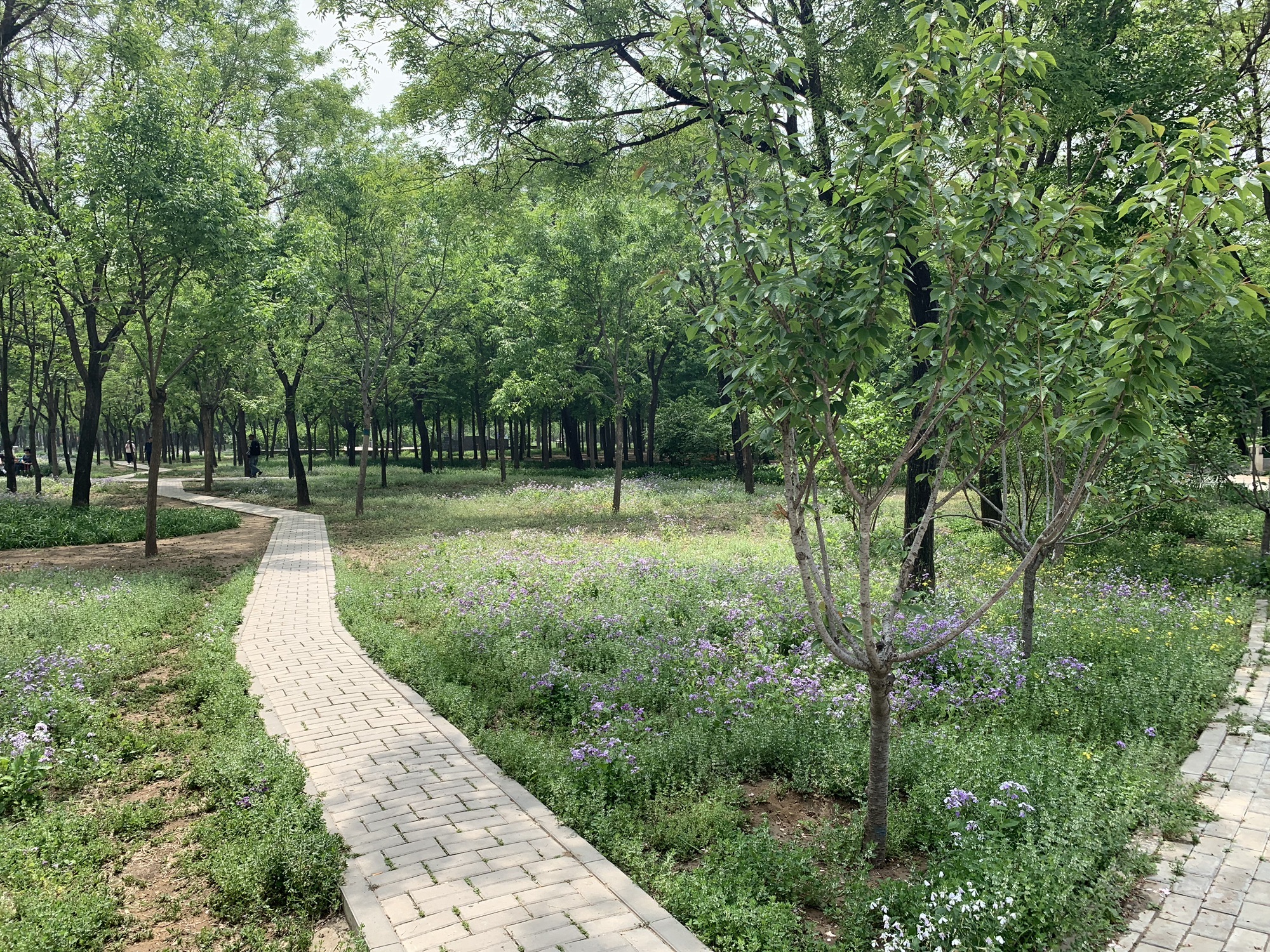 旺景公园旅行图片 3