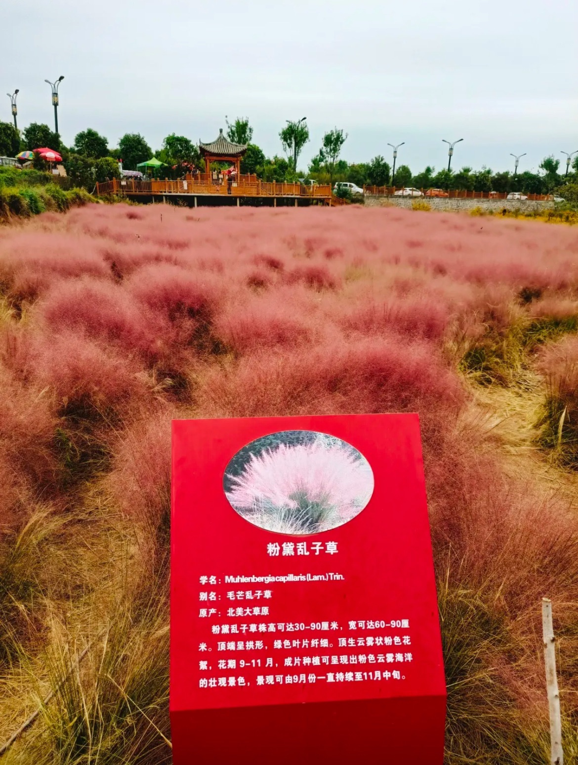 漫步花海旅行图片 1