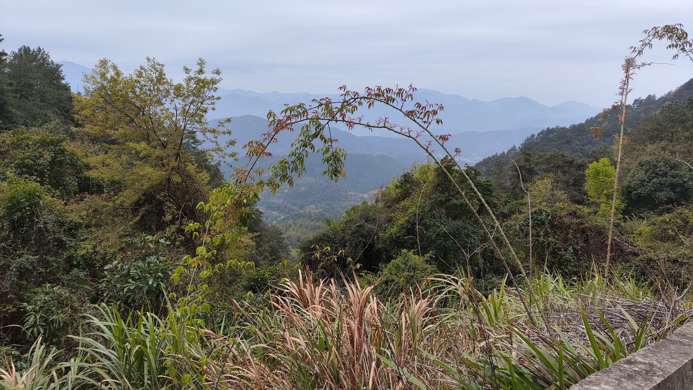 岚湖山观景台旅行图片 3
